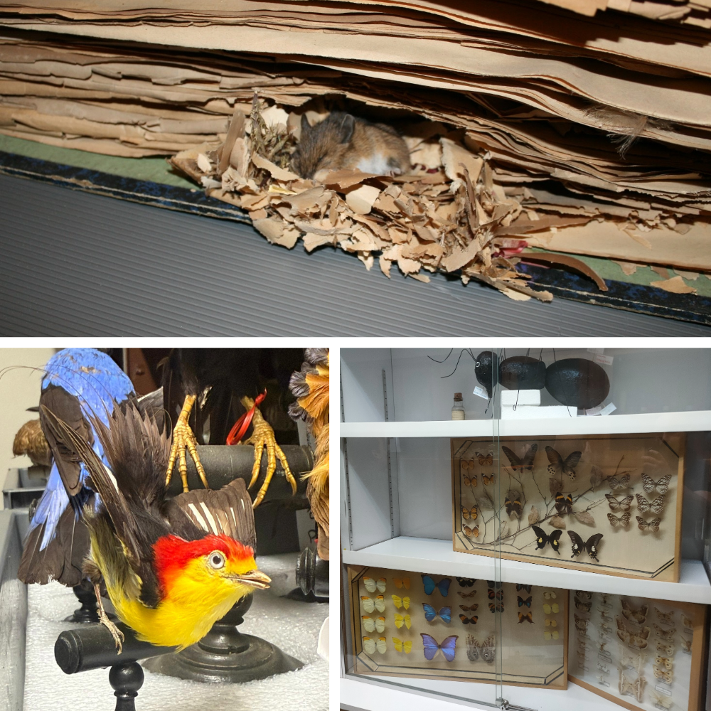 Des collections toxiques en Histoire naturelle? Oui mais lesquelles?