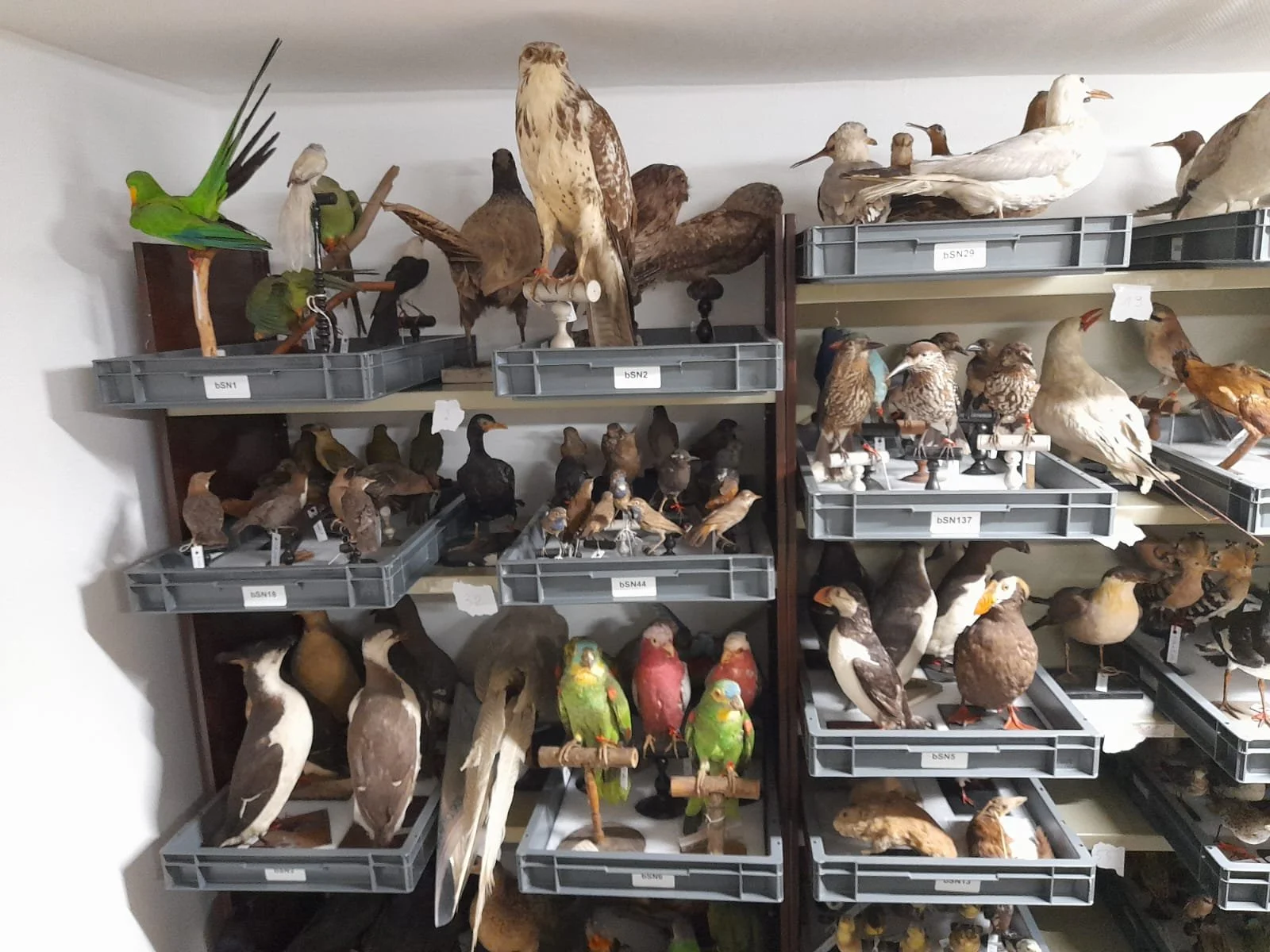 1 600 taxidermies au Musée des Beaux-Arts et d’Histoire naturelle de Châteaudun : conception de la réserve sur mesure, chantier de collection et transfert du fonds