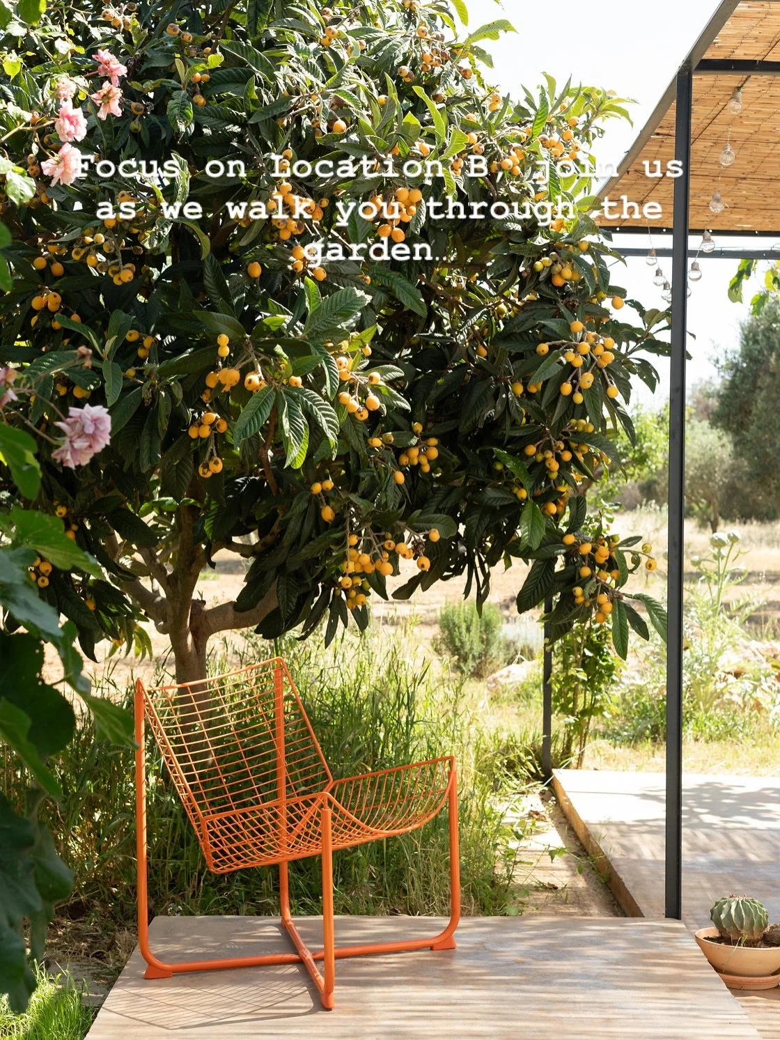 Location B has an extensive garden and olive grove. So many, varied spots to set up and shoot. Lots of year &lsquo;round interest in the planting. Vast Cacti and Agave give architectural interest. A striking contemporary house and annexes set around 