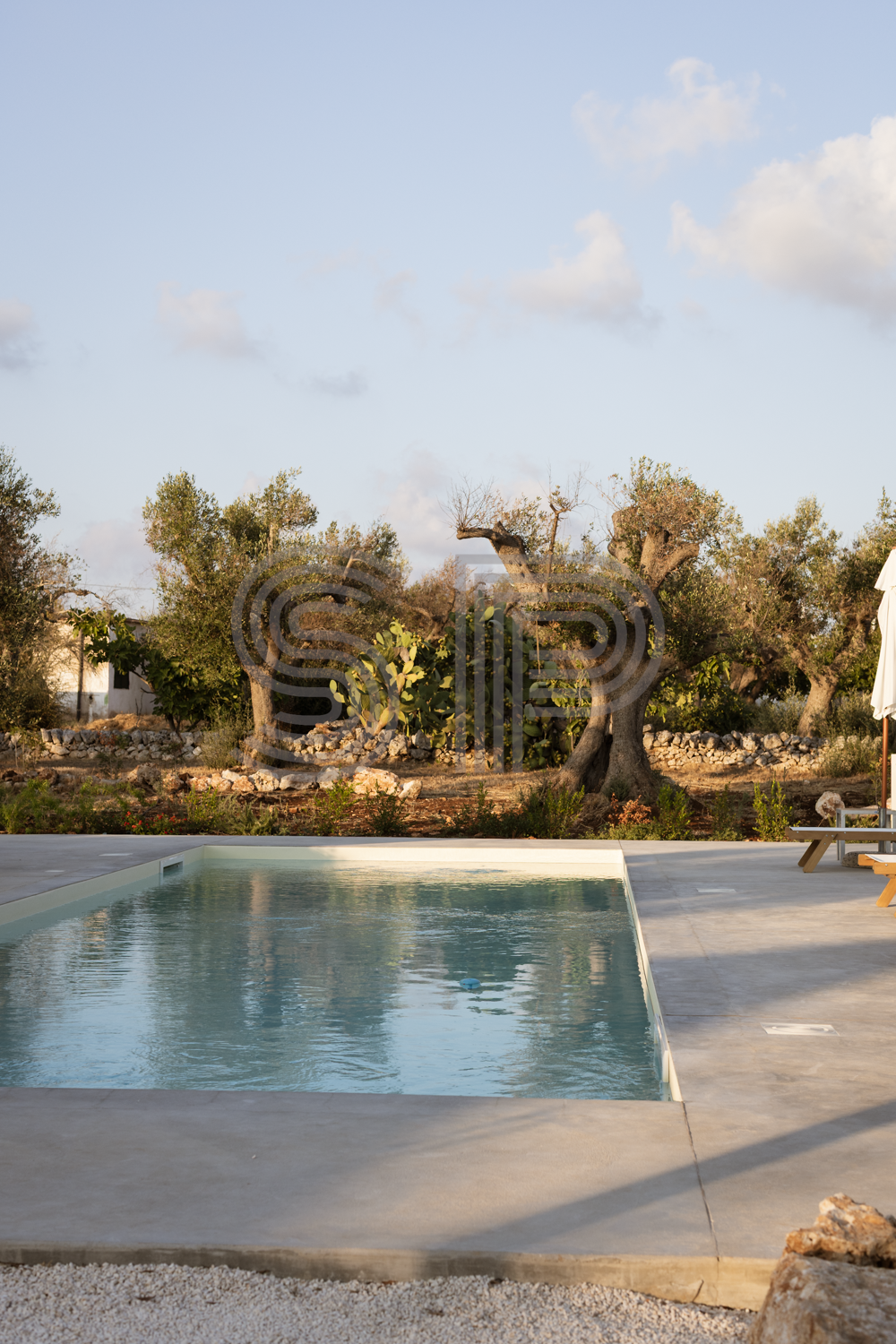 Swimming pool surrounded by mature olive grove at a contemporary Puglia shoot location.