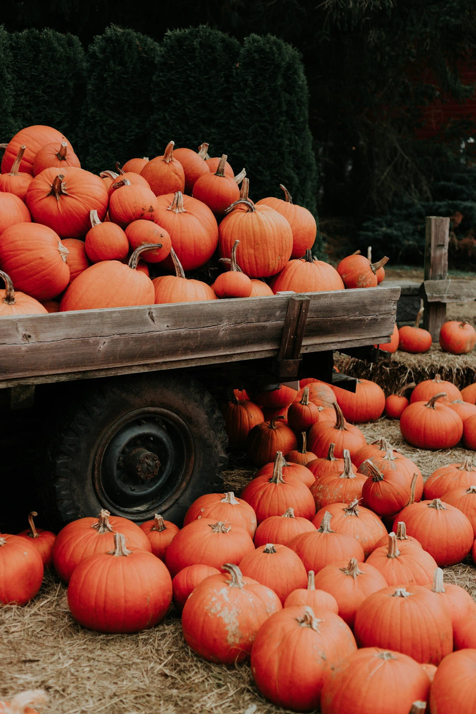 RBK FALL FESTIVAL
