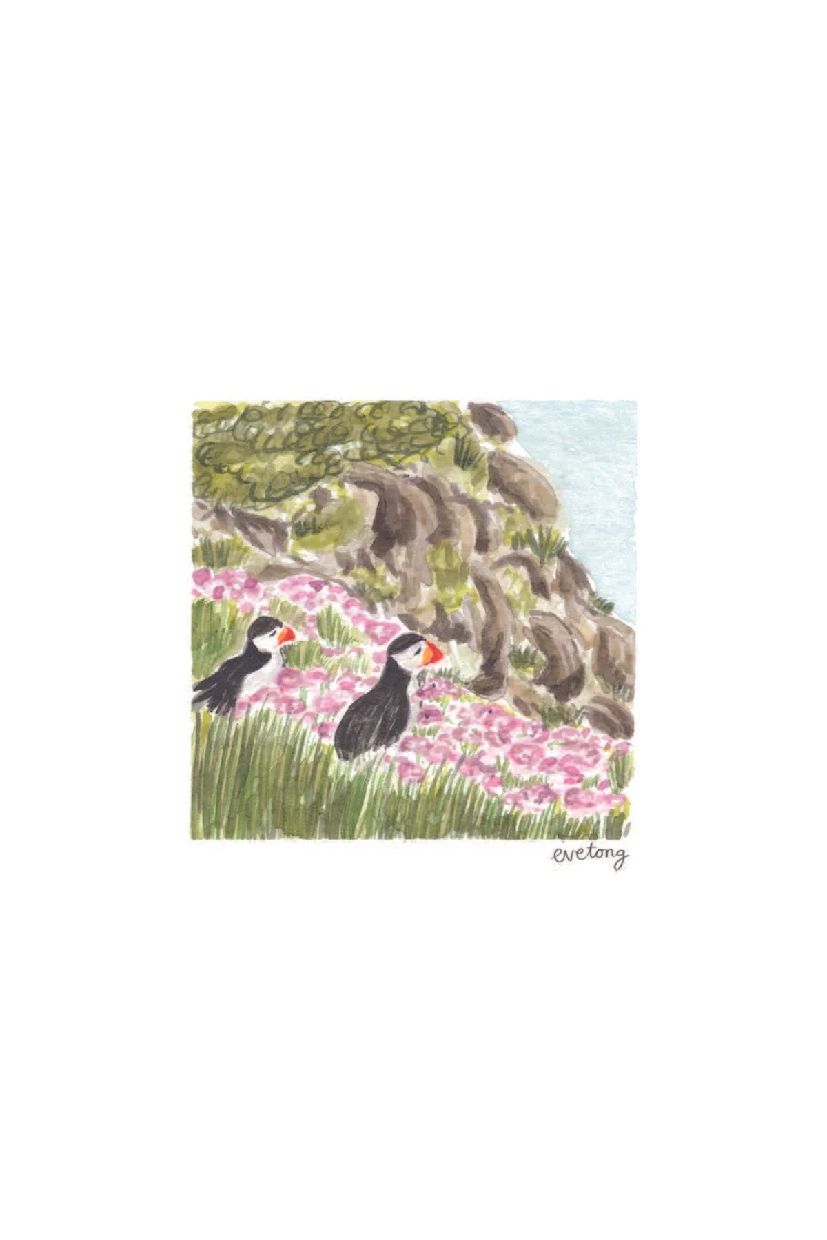ET084-Puffins on the cliff.jpg