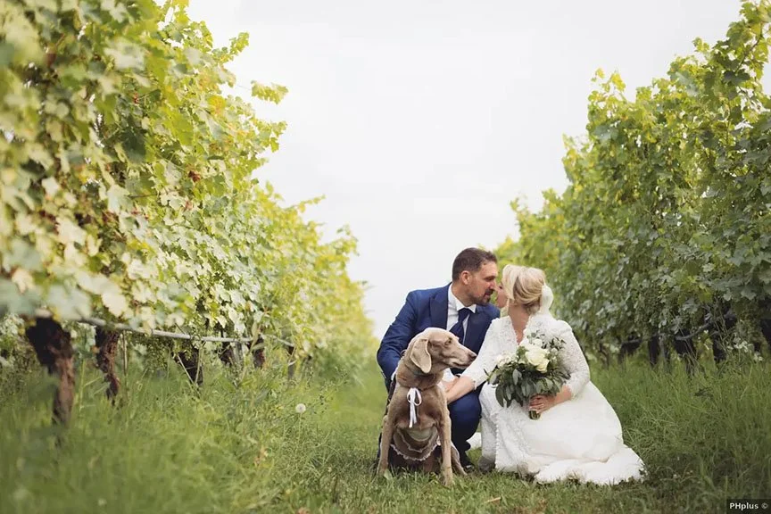 Una coppia di sposi in abiti da matrimonio seduti in un vigneto, con un cane, circondati da vigne verdi.