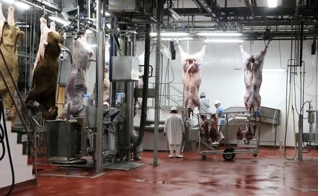 If Slaughterhouses Had Glass Walls, Would You Still Look Away?