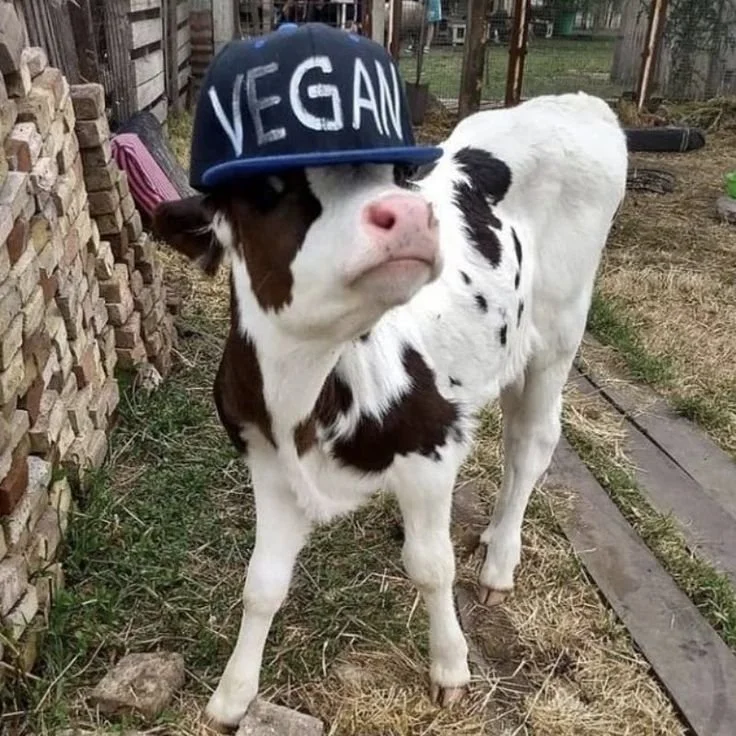 g¡se👻☭ on Twitter_ %22vaqita bonita… %22.jpg