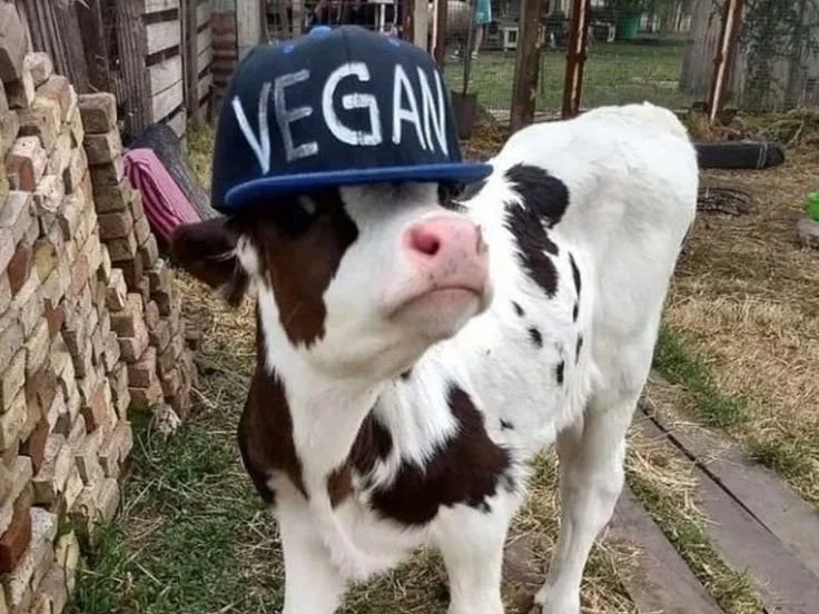 When Veganism Stopped Being Sexy: Why Everyone’s Suddenly Posting Meat Again