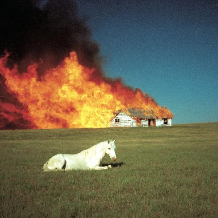 Welcome to the Fire Horse Year:     The Energy Shift Everyone Can Feel: