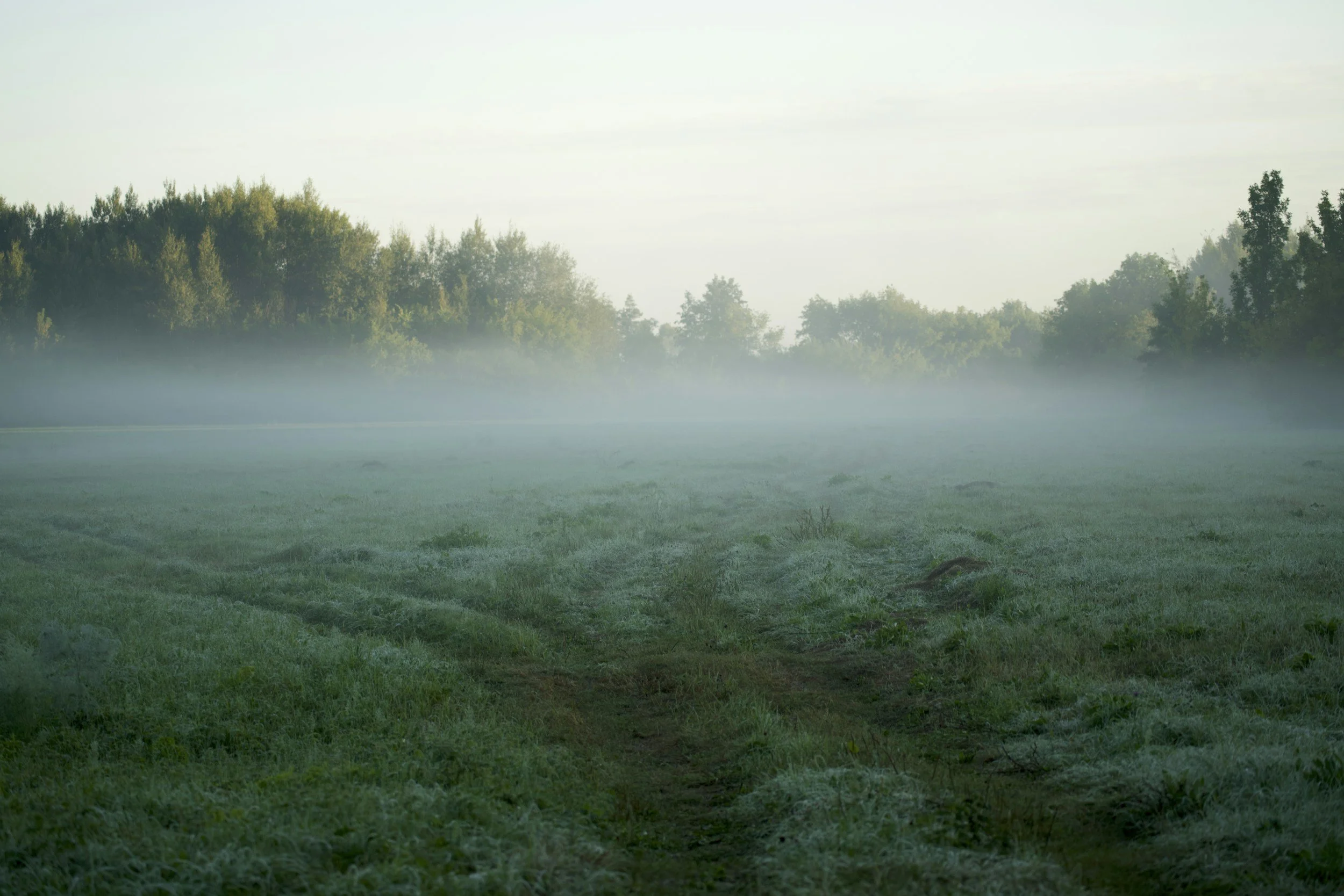 A foggy morning pasture with trees in the background.