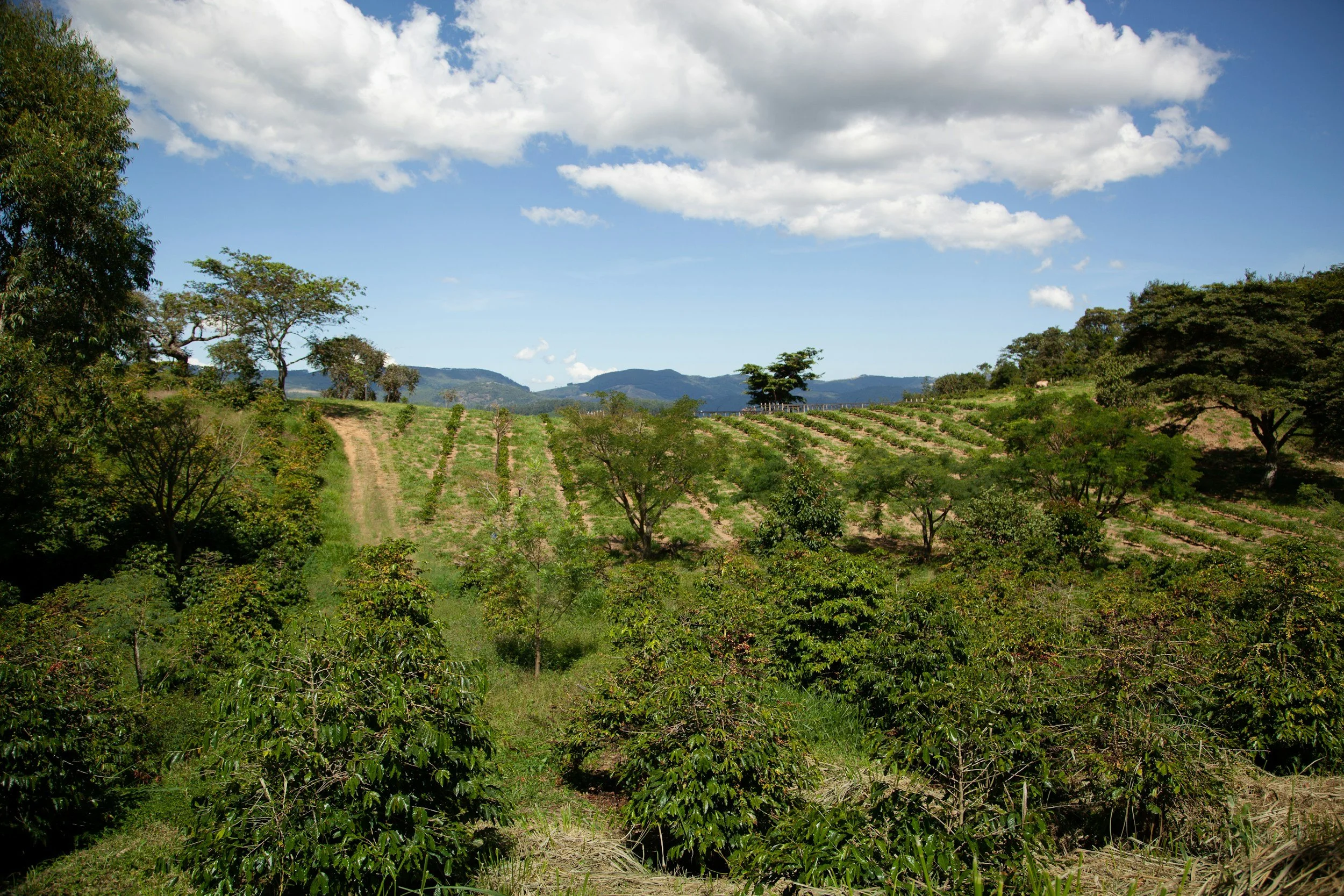Sustainable Coffee Sourcing: How Ethical Practices Benefit Your Business