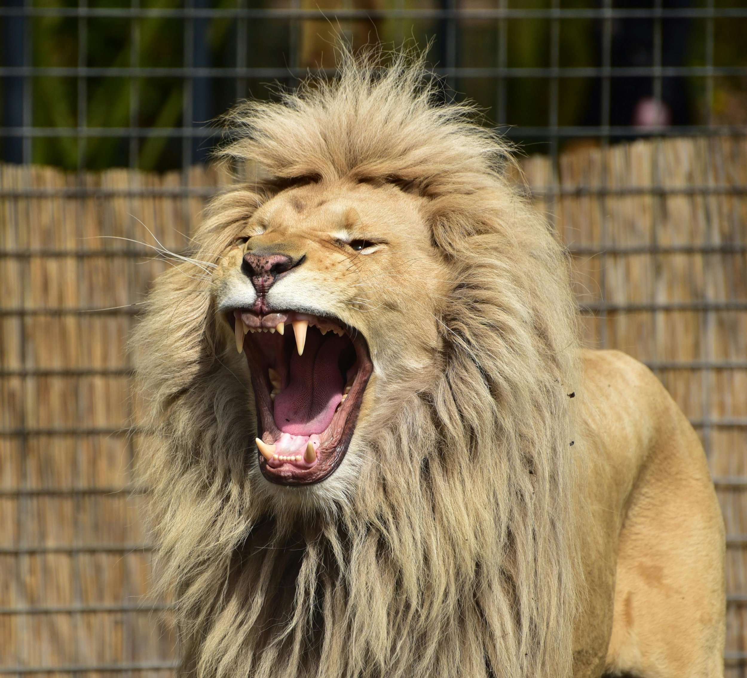 Your Caseload Is a Beast—Here’s How to Tame It Without Burning Out