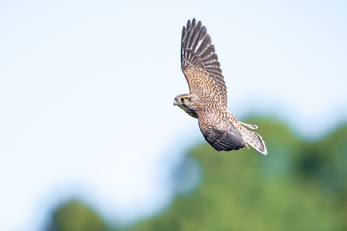 It took me a long time to capture #kestrel in #flight Well, I finally got the opportunity and a family raring few #chicks were not that fussed with me crawling around and I finally got it. #wildlife #wildlifephotography #nature #naturephotography #ni