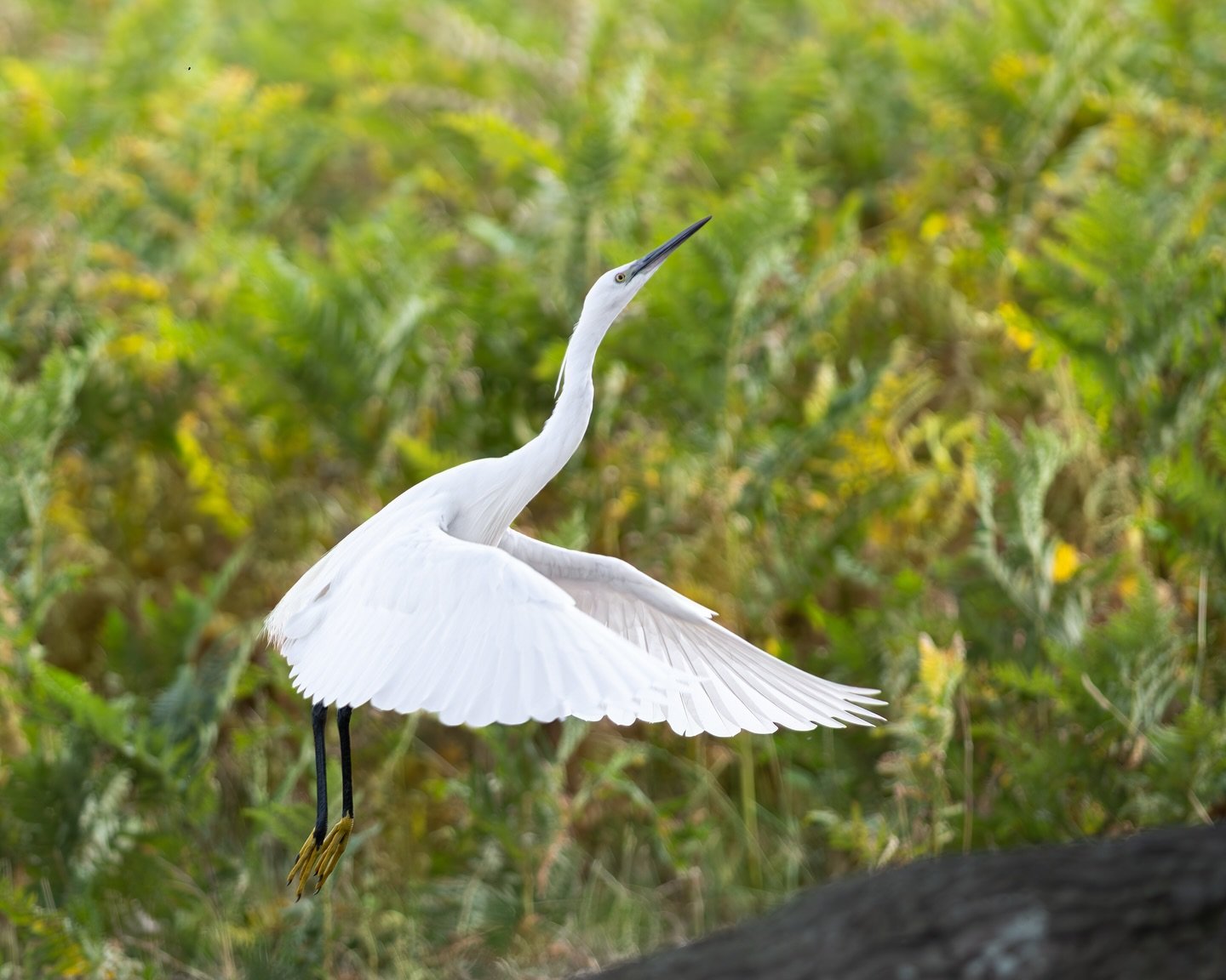 Still as a statue, then suddenly — liftoff.
There’s something almost theatrical about the white egret.
One moment it’s just a shape in the grass.
The next, it’s pure movement — wings slicing through the morning light, as