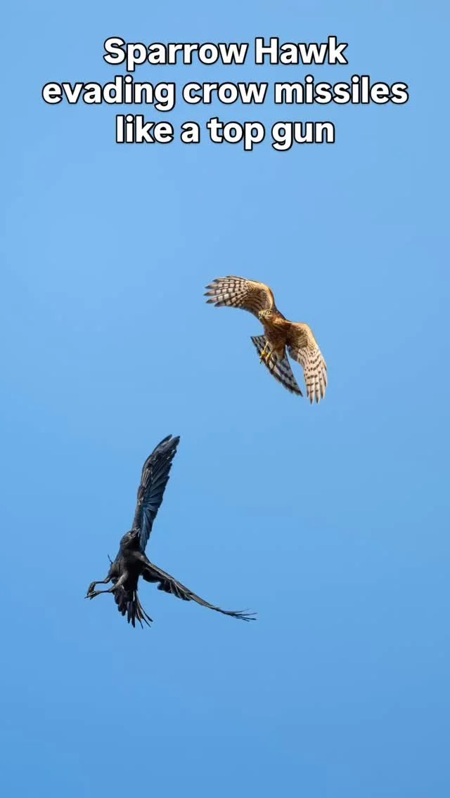 ✈️ Sparrowhawk vs Crow: a dogfight straight out of Top Gun
One moment it’s peace and silence, the next — feathers cut the sky as this sparrowhawk pulls off evasive maneuvers worthy of a fighter jet. The crow presses in, but agility wins