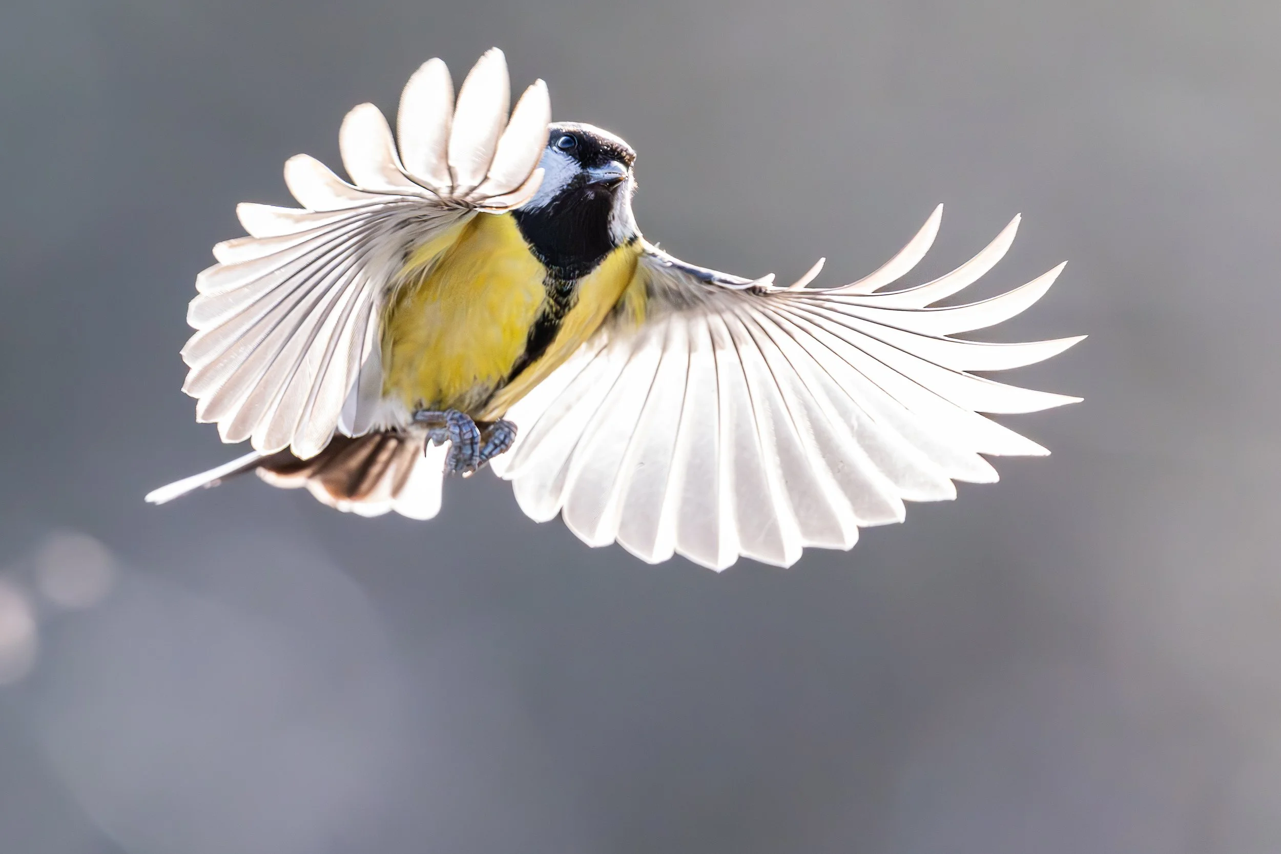 Kempton Nature Reserve Narrative Fieldcraft Workshop