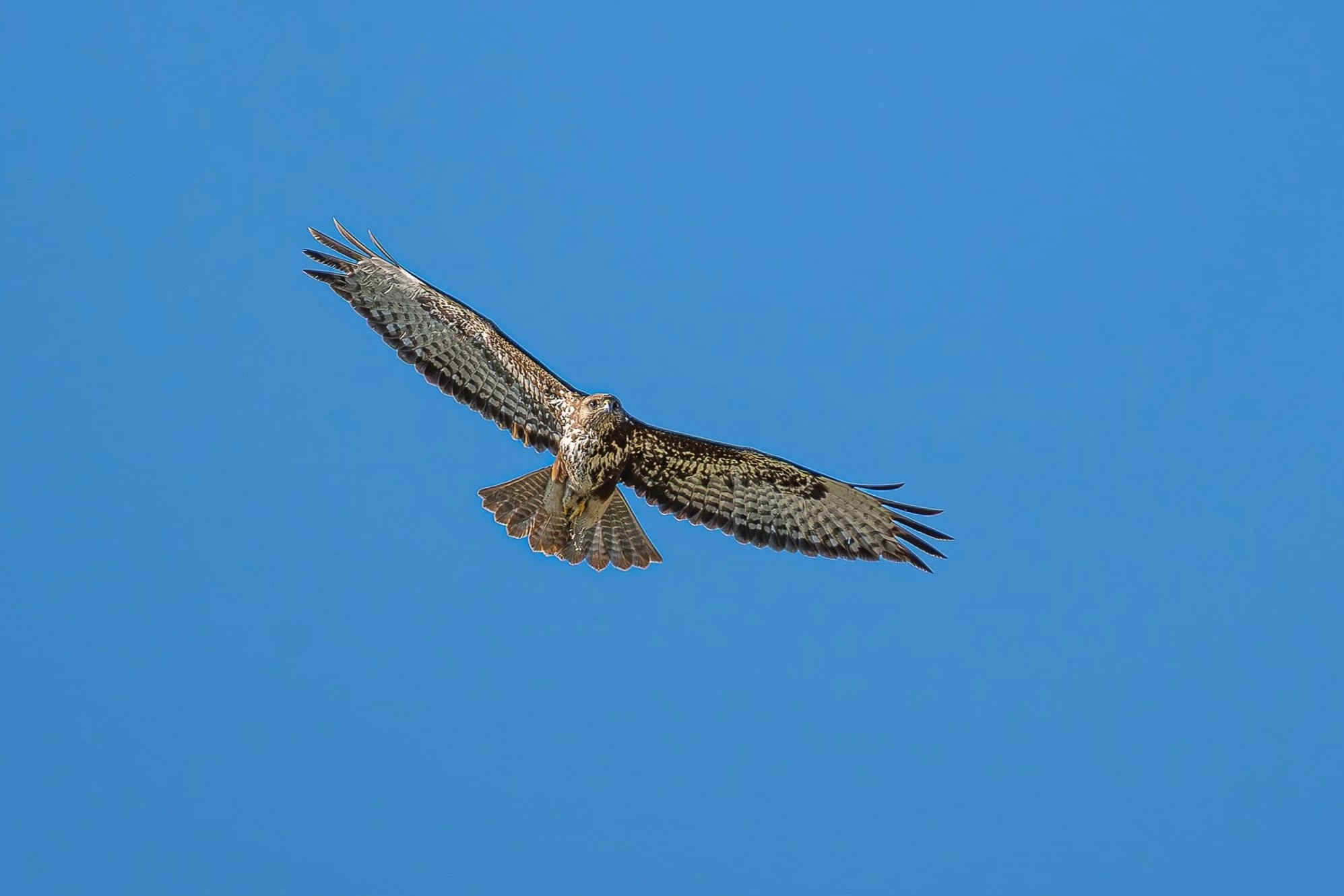 A bird of prey, possibly a hawk or falcon, soaring in a clear blue sky with its wings spread wide.
