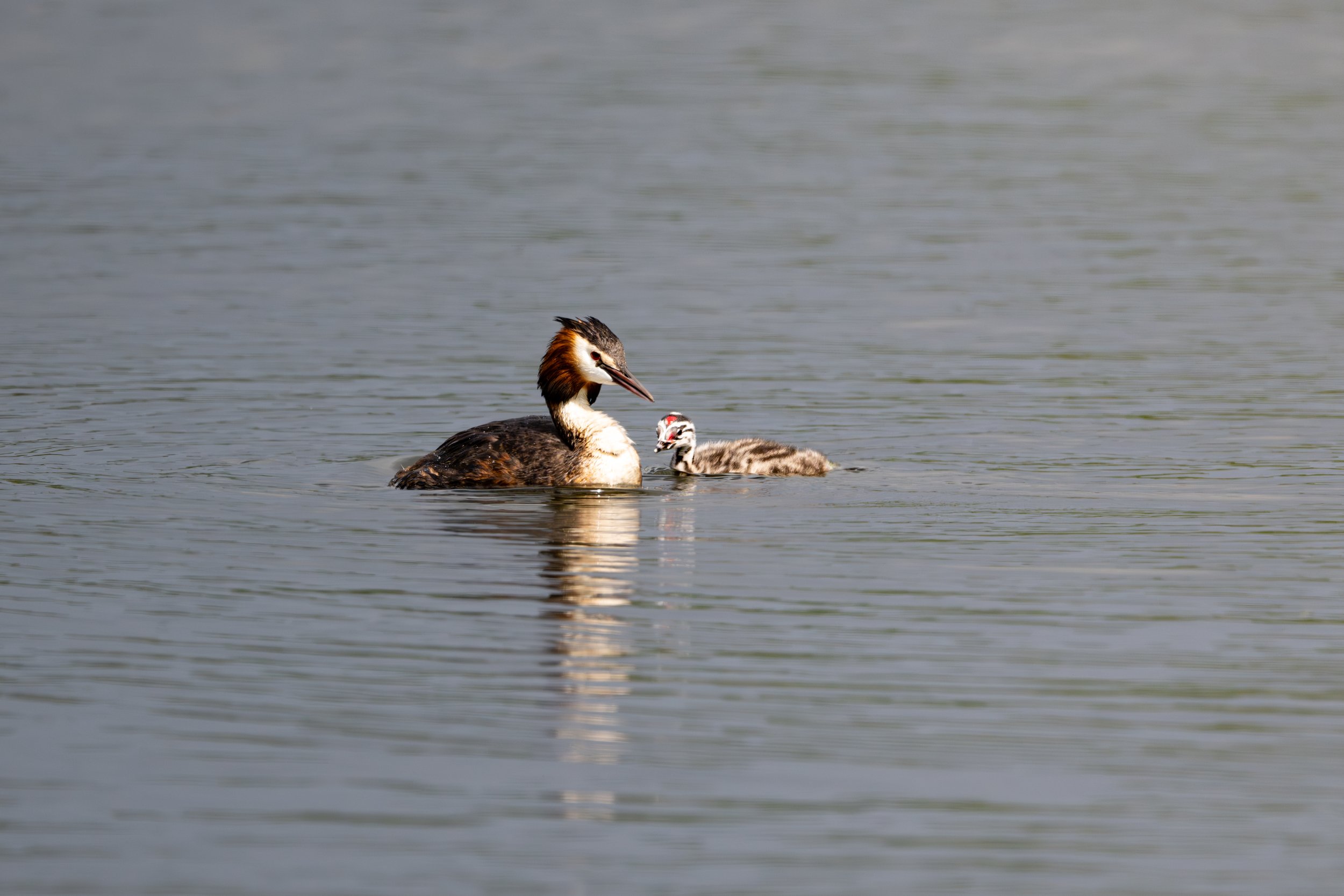 It is common teaching tactic to leave the fish near the chick to instigate the play so they can learn how to catch their lunch