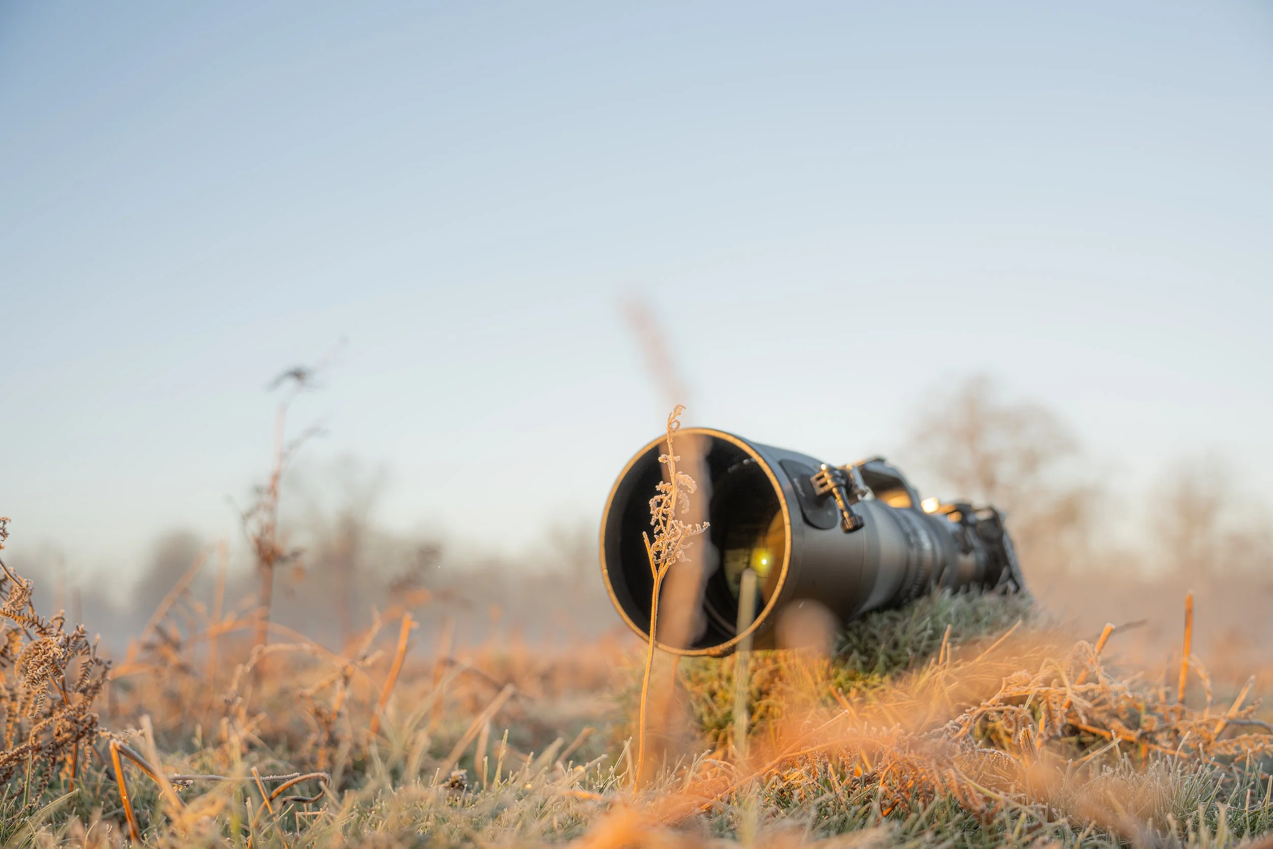 A camera lying on the ground in a field with dry grass and plants during sunset or sunrise.