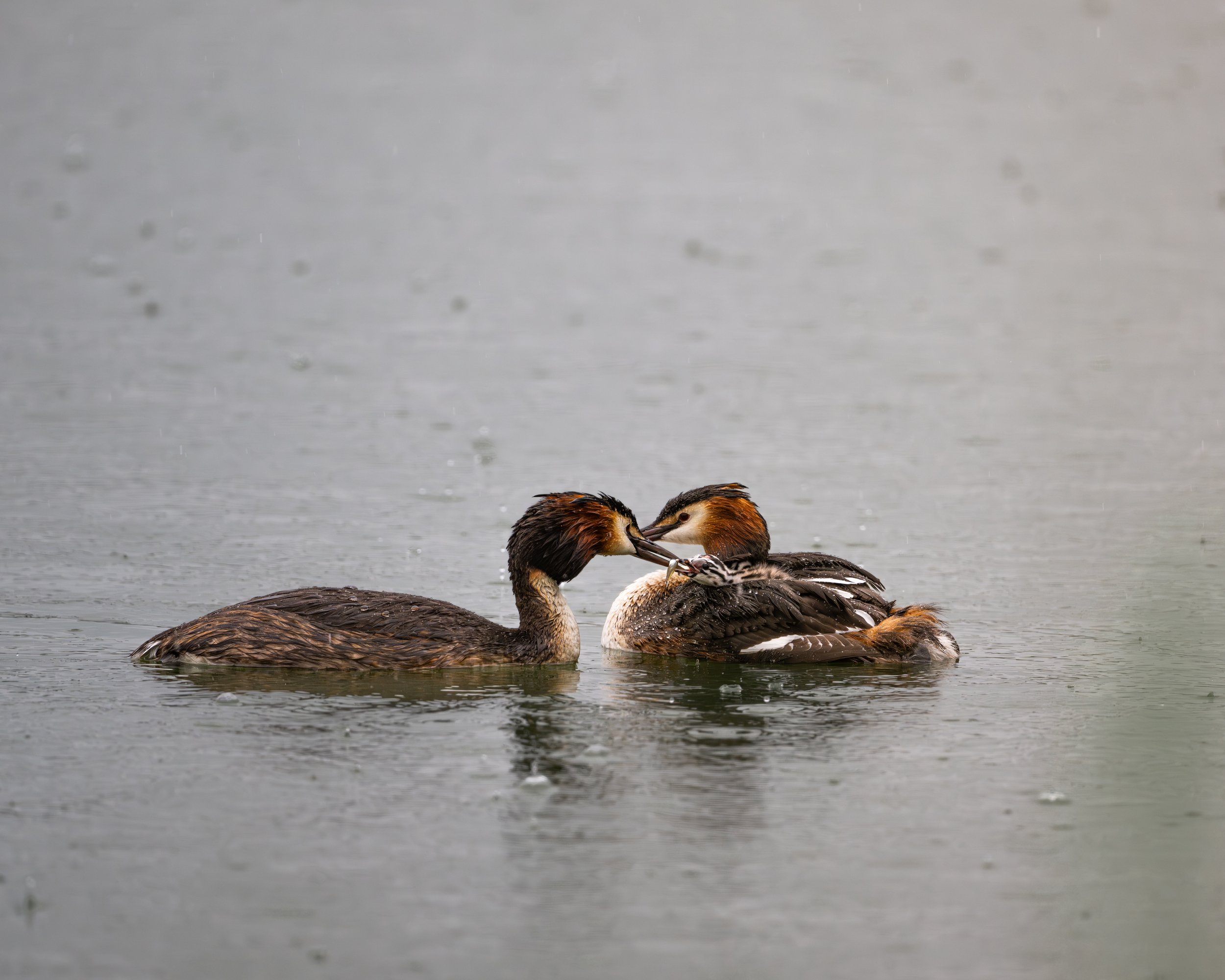 Love filled feeding is a key moment in any great crested chicks life, especially when it is pouring from the skies