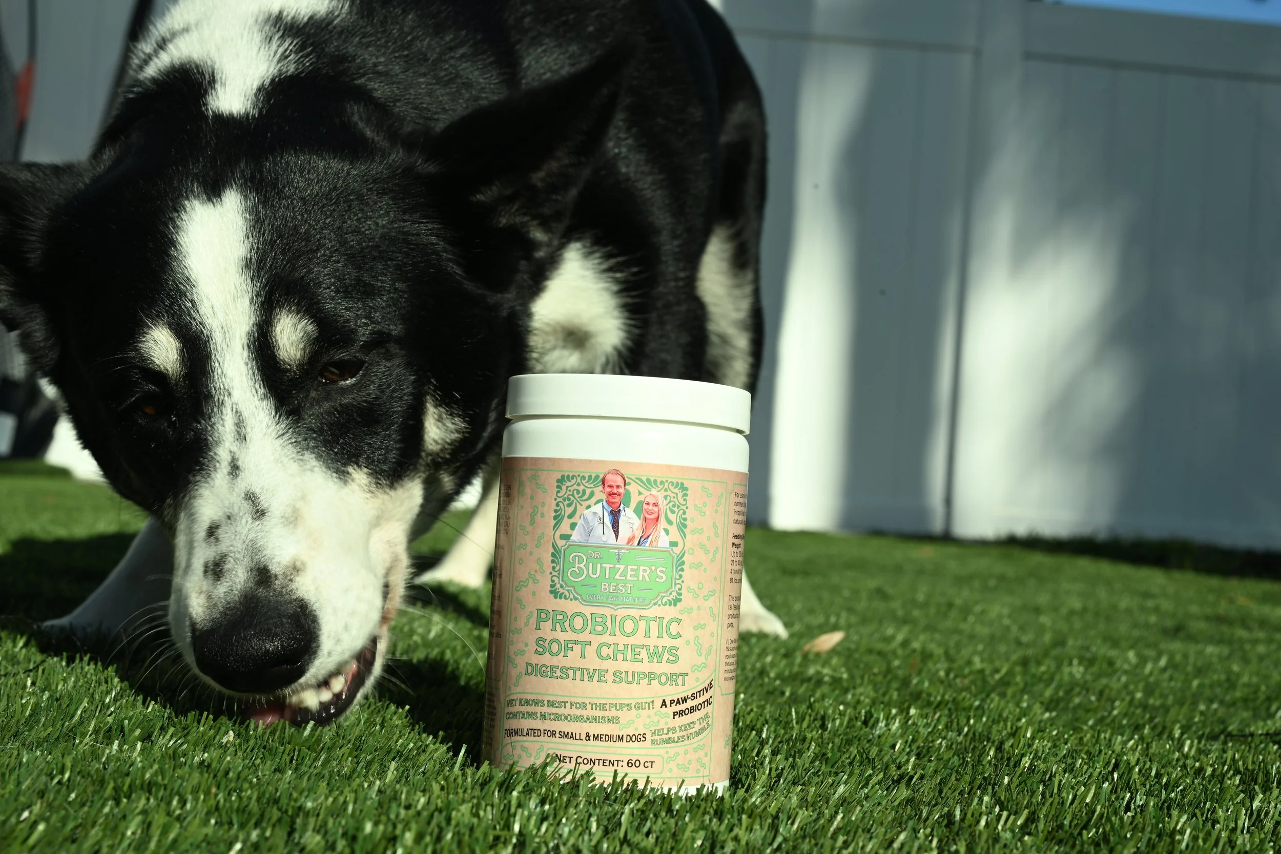 Black-and-white dog eating probiotic chew in grass beside a bottle of Dr. Butzer’s Best Probiotic Soft Chews for digestive support.