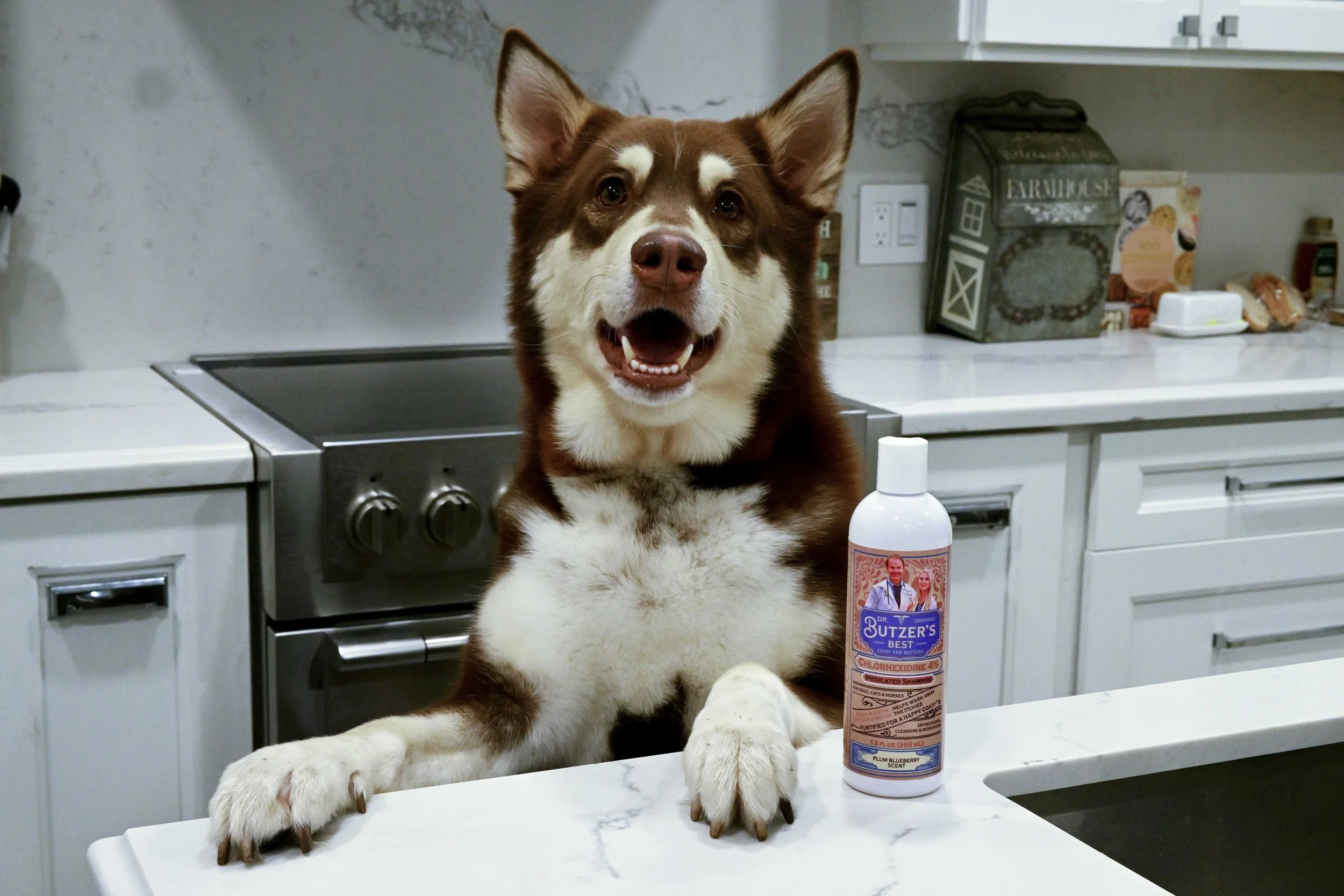Happy brown and white dog sitting in a kitchen beside Dr. Butzer’s Best Chlorhexidine 4% Medicated Shampoo bottle.