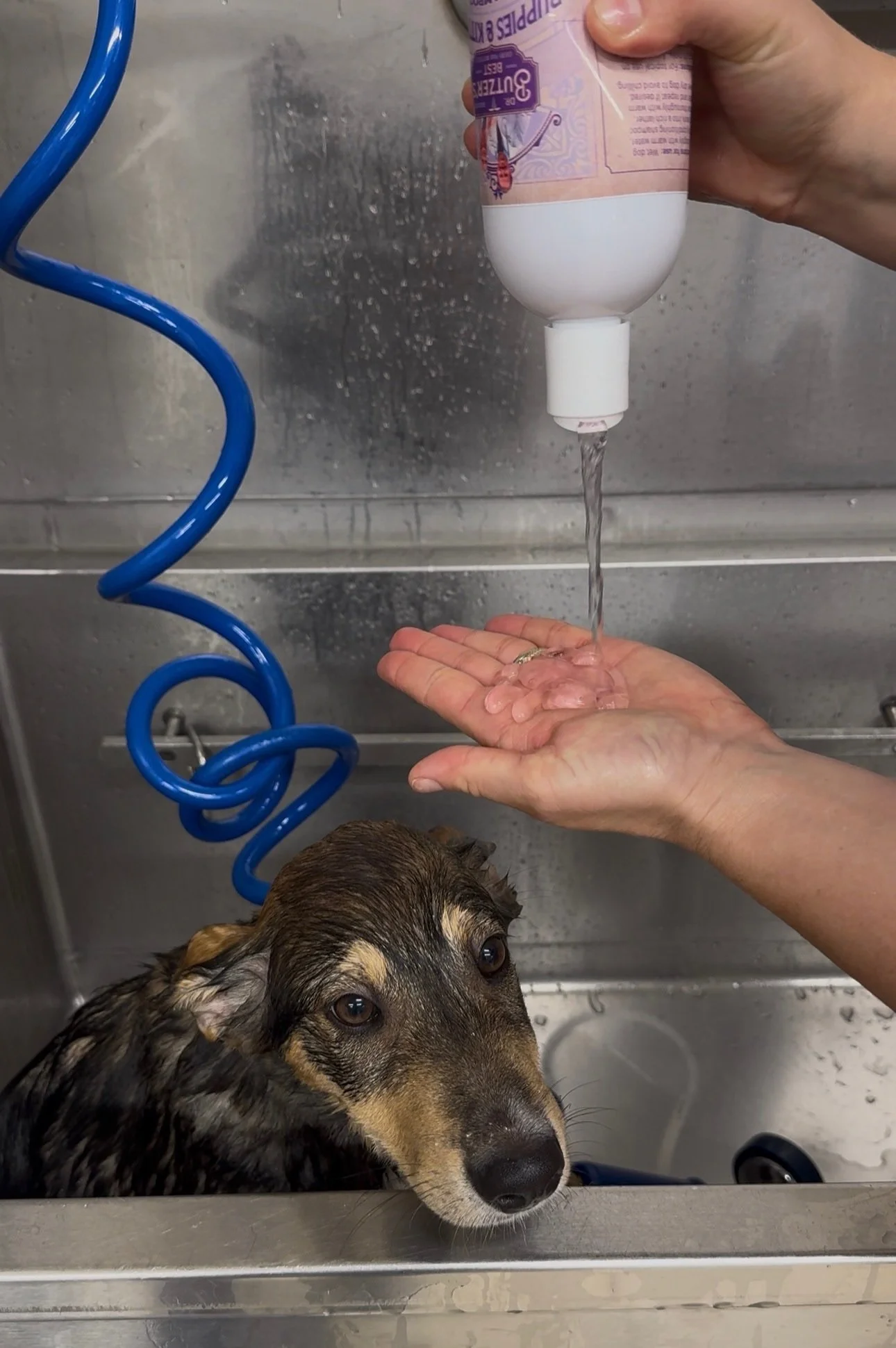 Dog being gently bathed with Dr. Butzer's Best Puppies & Kittens Tearless pet shampoo in a clean bathing area.