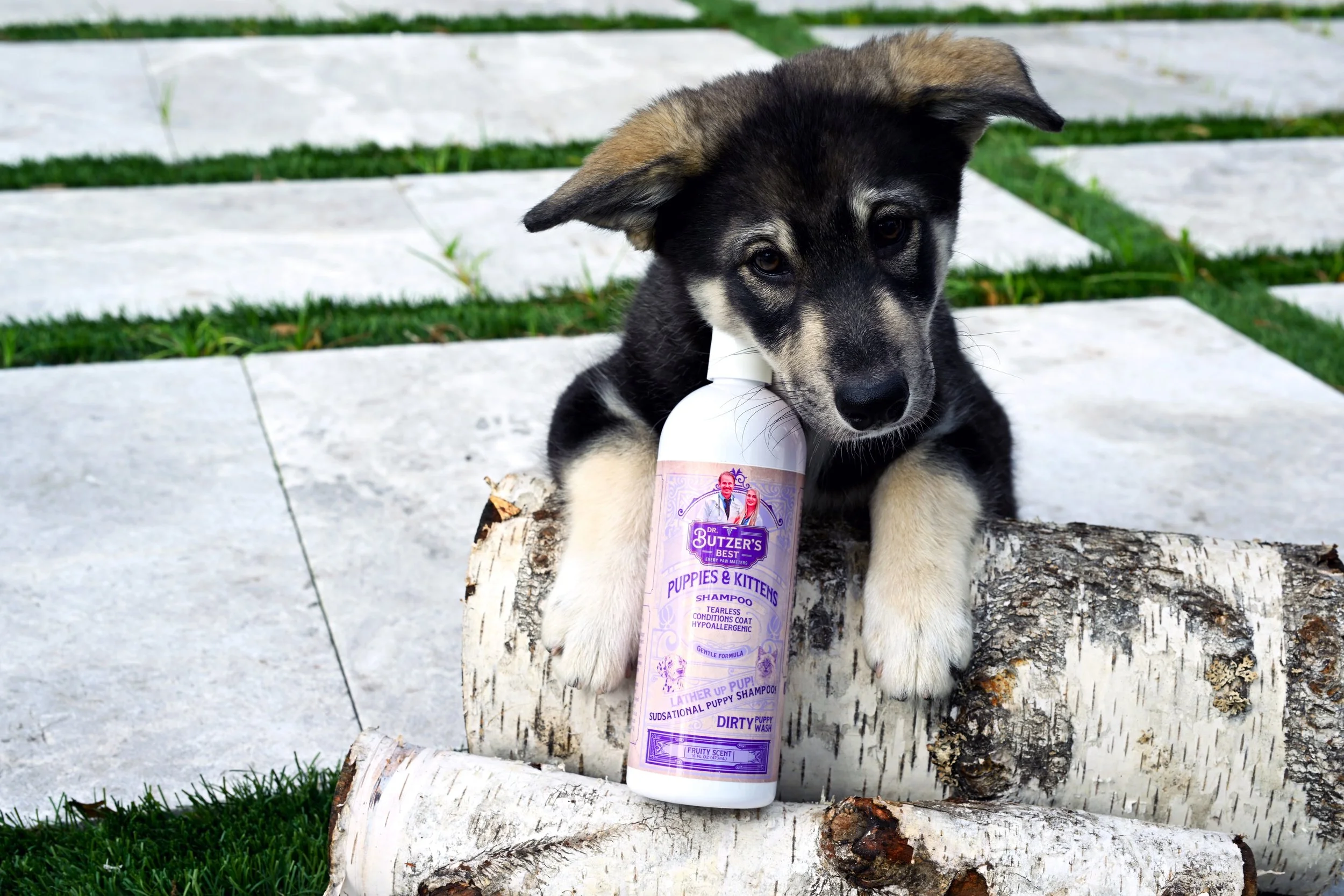 Lapponian Herder Puppy with Dr. Butzer's Best Tearless Puppies & Kittens Shampoo