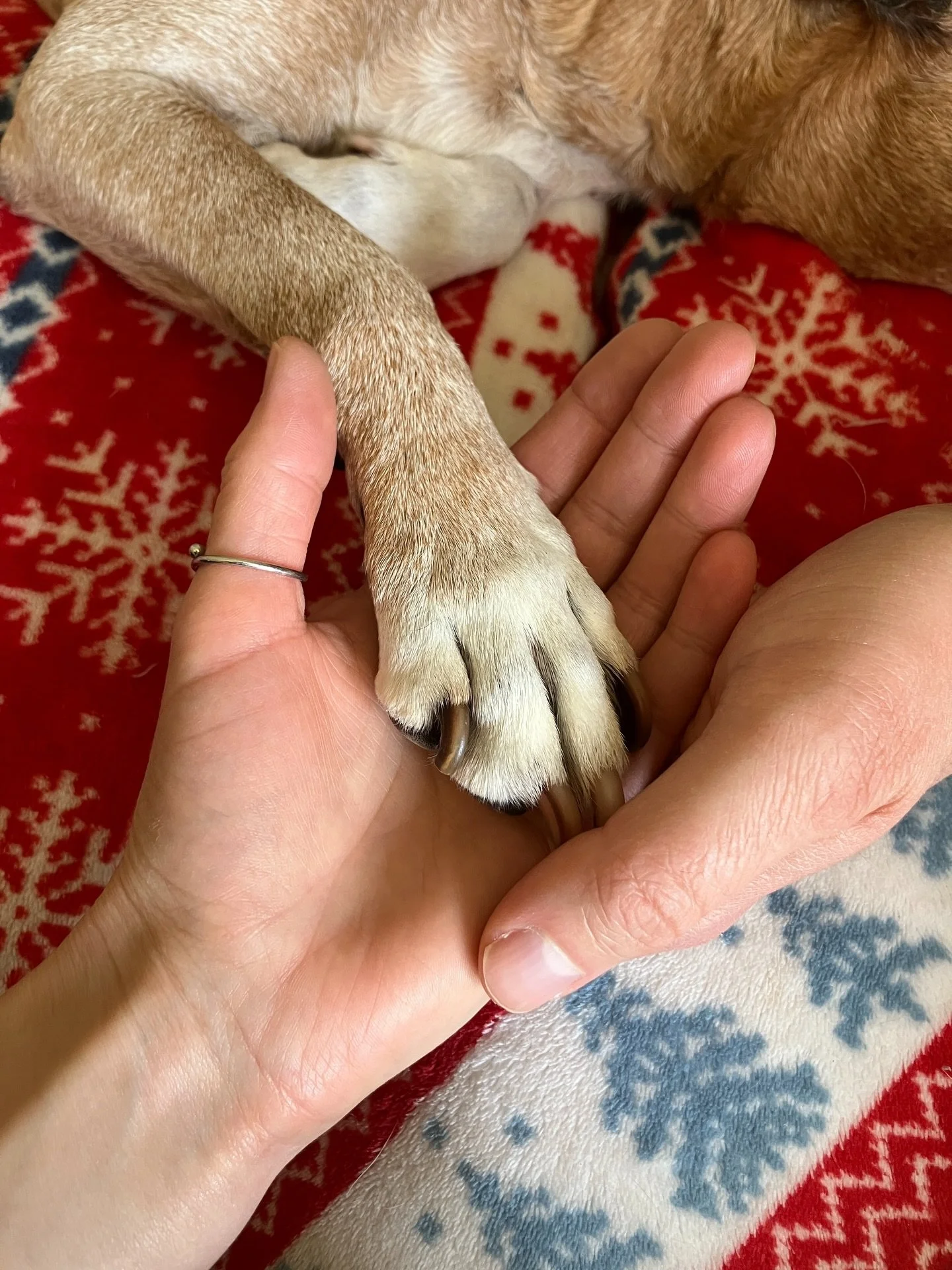 All the time in the world would never be enough spent with you 💔

Our hearts are broken, but we will remember Rosie forever 💛

29th November 2010 - 8th April 2026

We love you so much baby girl, and we will see you again 💛

#petloss #staffielove #