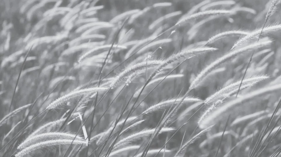 Grass flowing in the wind.jpg