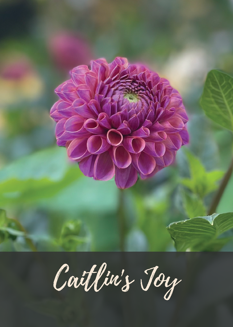 Caitlin's Joy Dahlia Tuber