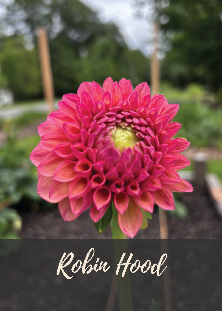 Robin Hood Dahlia Tuber