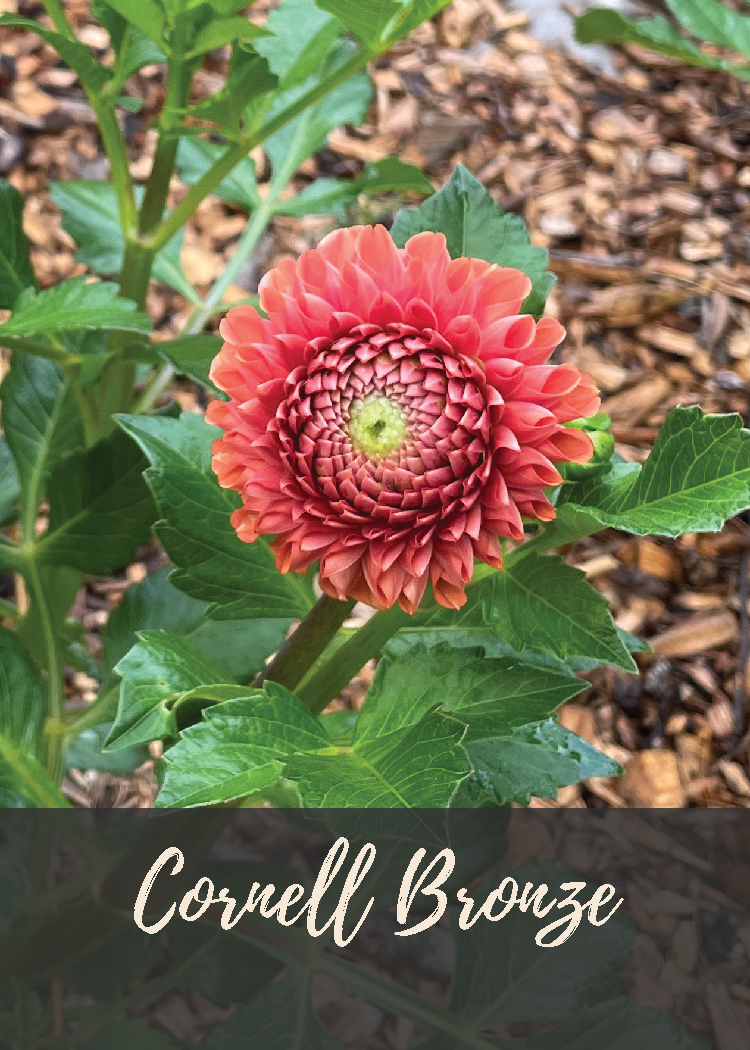 Cornell Bronze Dahlia Tuber