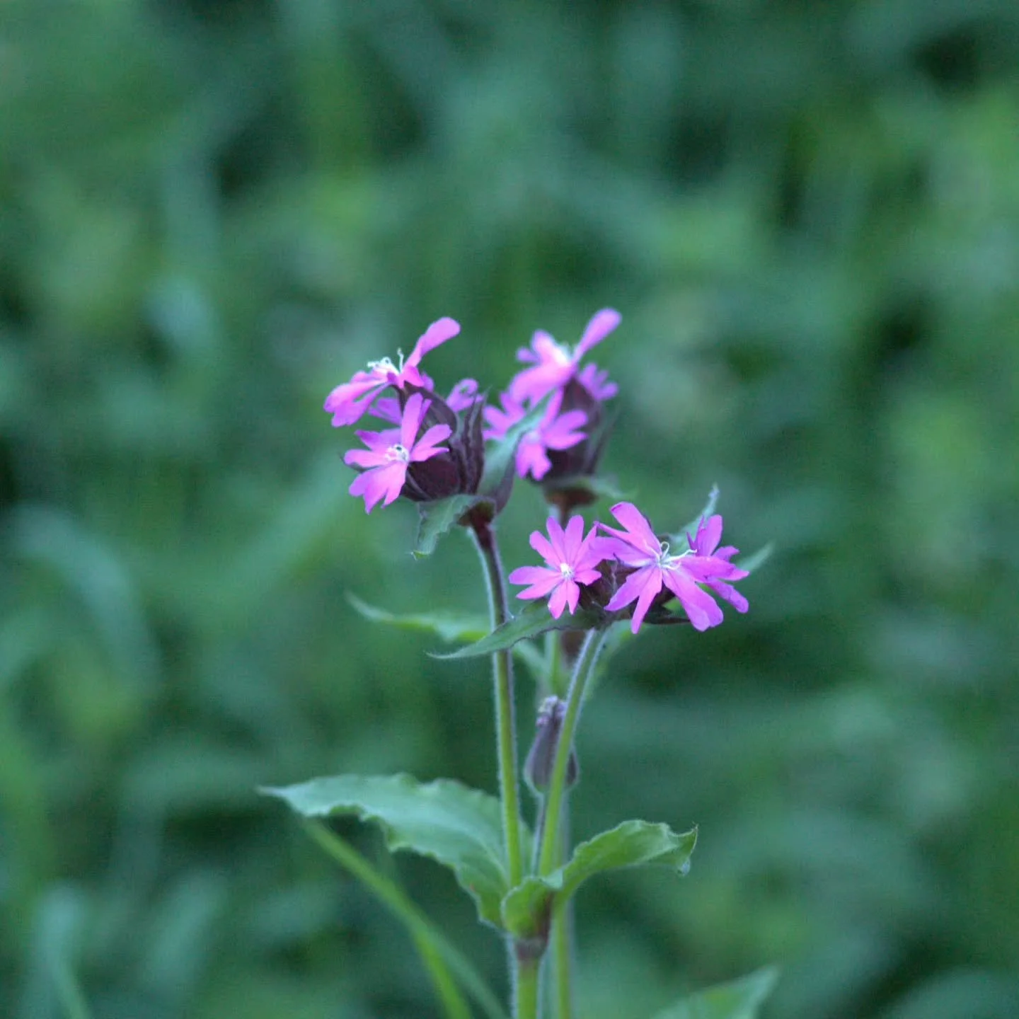 Some test shots with the vintage contax carl zeiss 

#naturephotography #vintagelens #carlzeiss