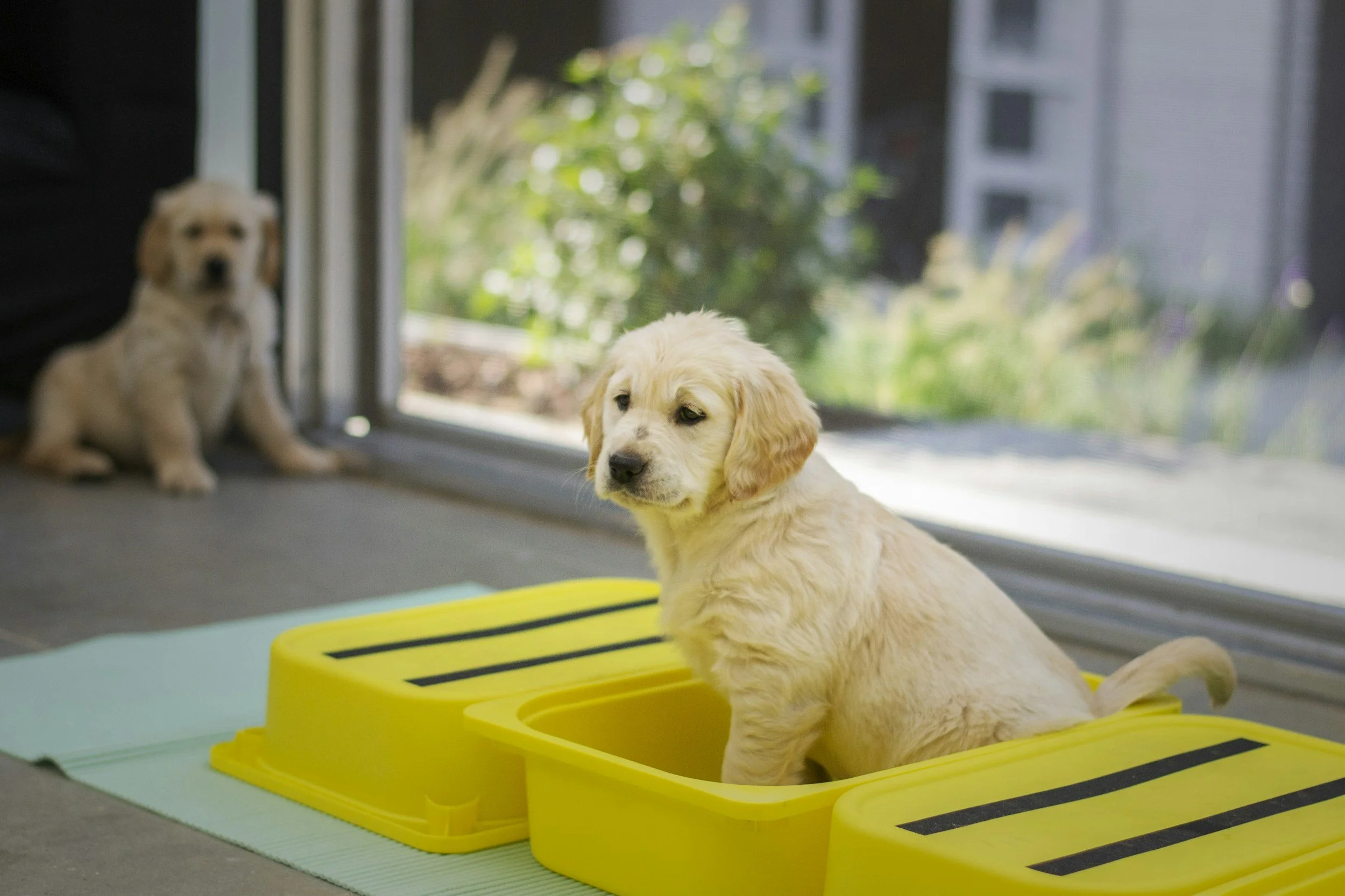 Two adorable golden retriever puppies, one sitting in a yellow training potty and the other in the background near a sliding glass door, with greenery outside.