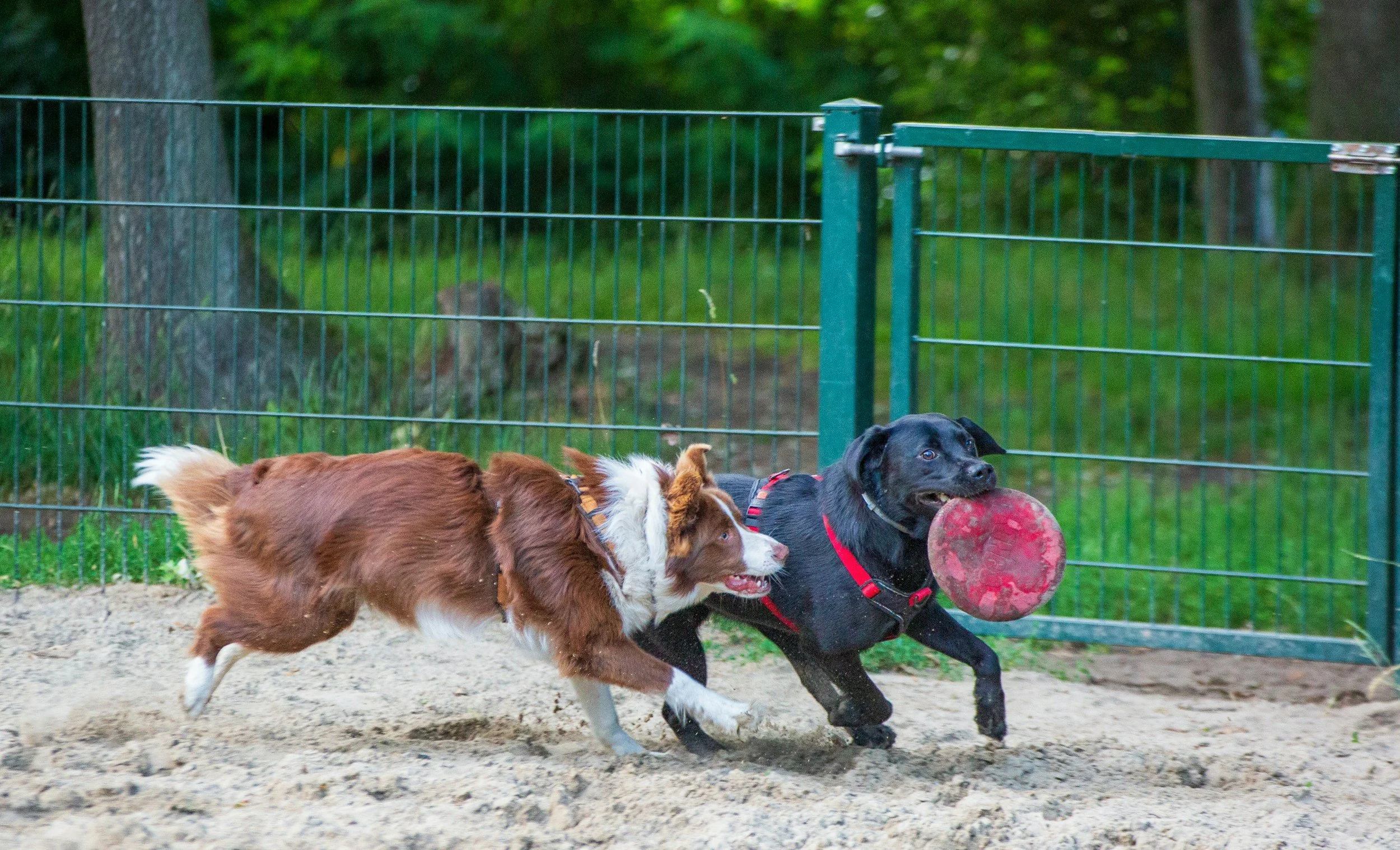 Two dogs playing fetch at a dog park, one with a Frisbee in its mouth, behind a green metal fence with trees in the background.