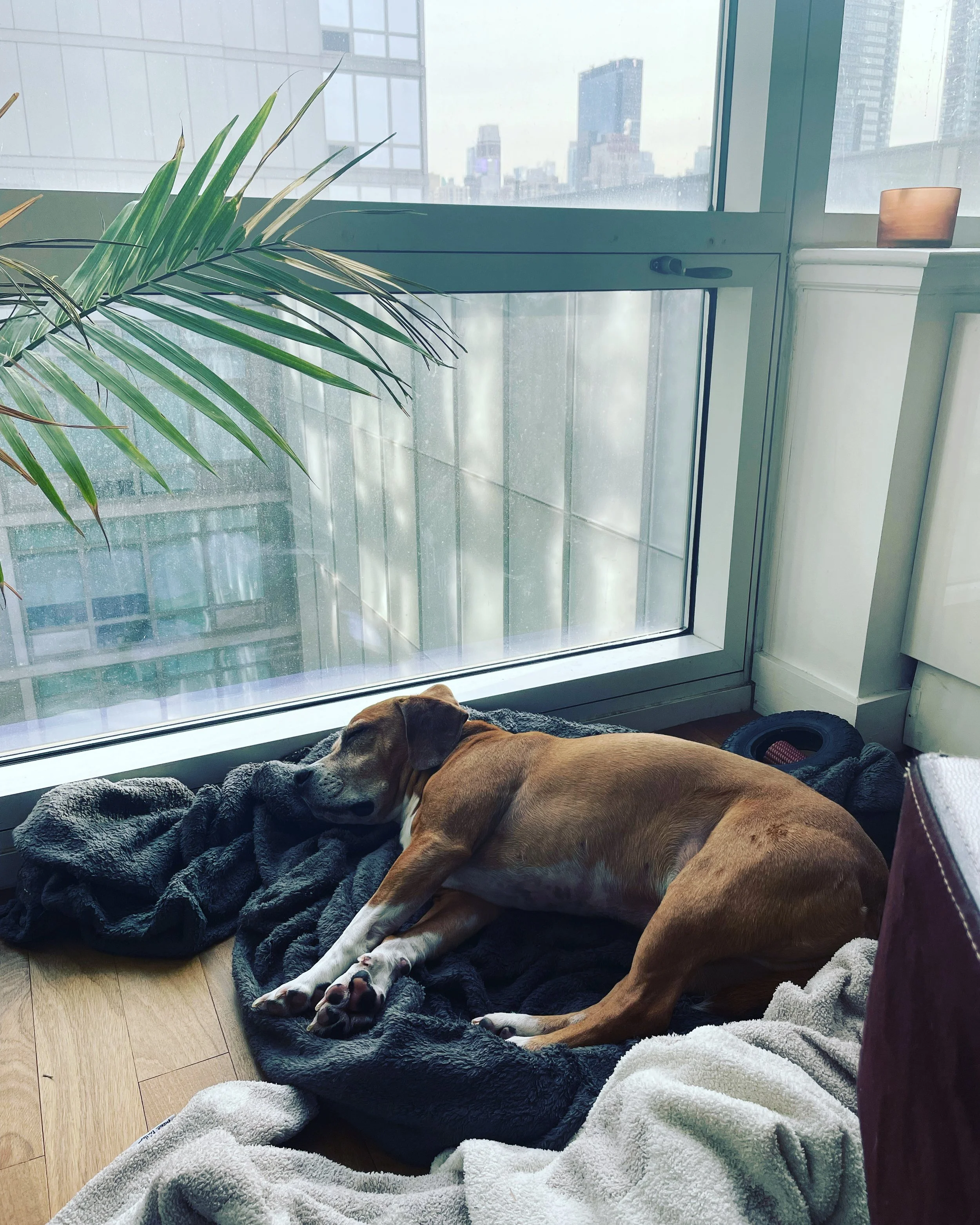 A brown and white dog sleeping on a blanket near a large glass window with a city view.