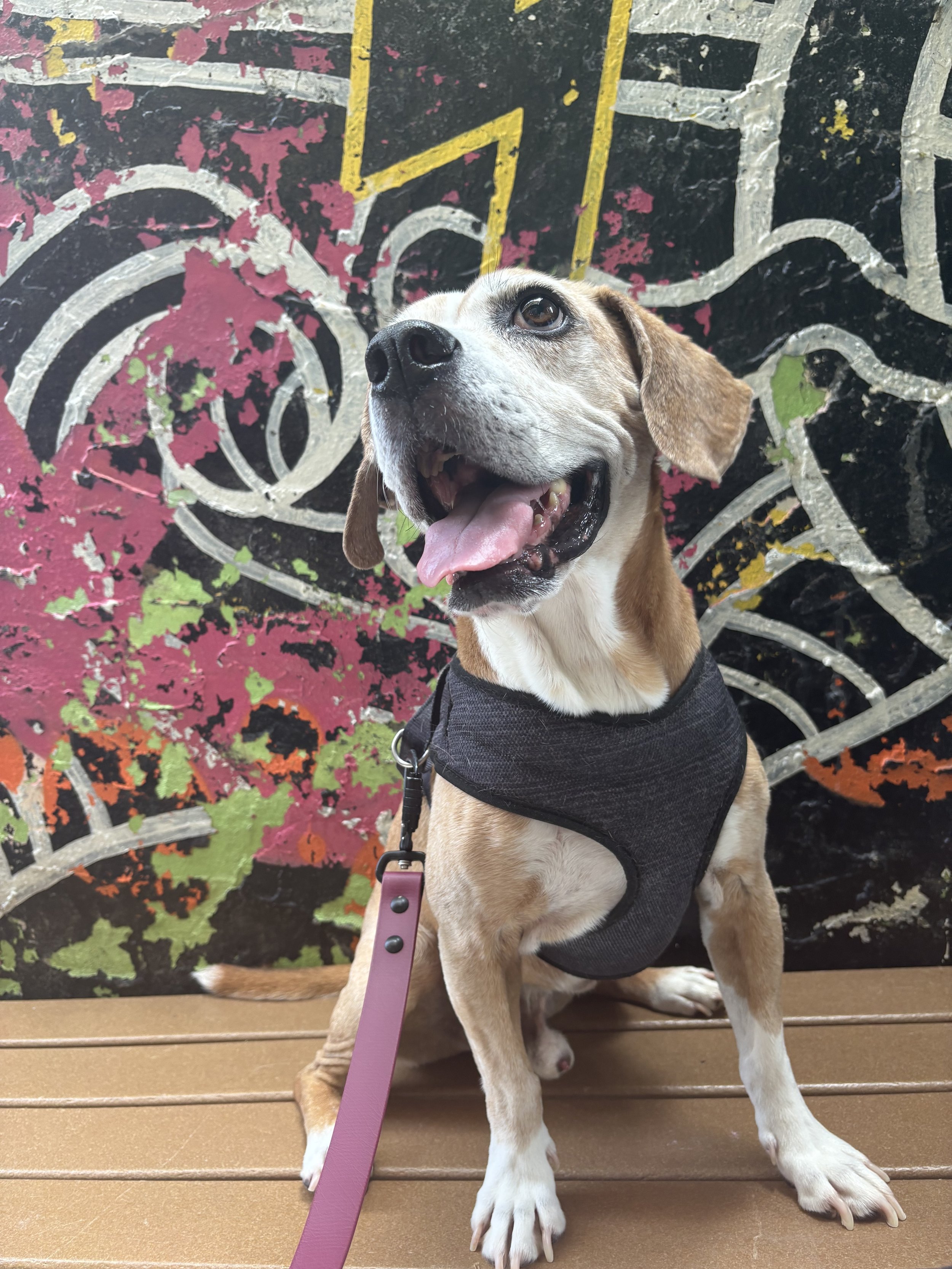 A cheerful beagle dog sitting on a wooden bench in front of a colorful, abstract mural. The dog is wearing a black harness and has a pink leash attached.