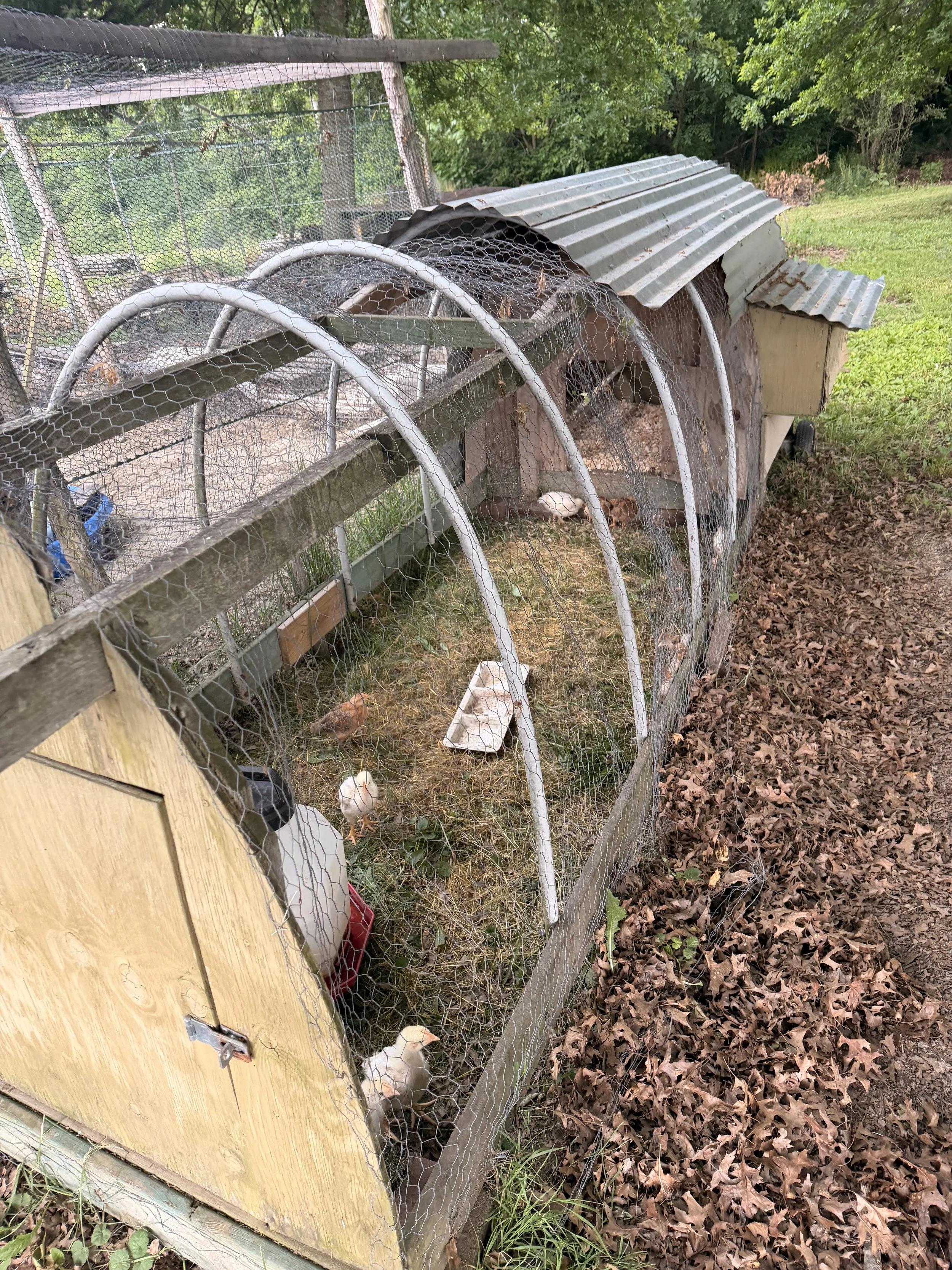View of a chicken coop with chickens inside, surrounded by a wire fence, with trees and grass in the background.