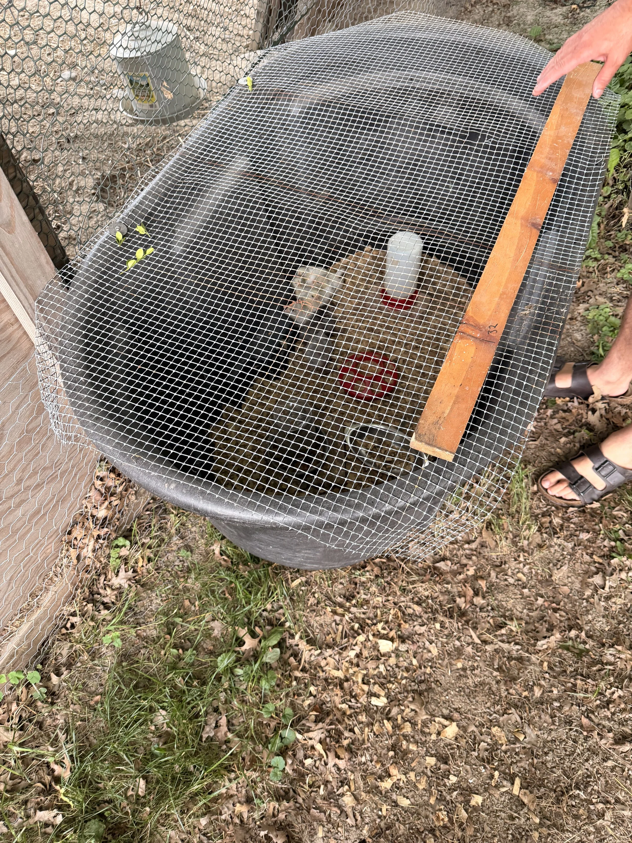 A small animal enclosure with mesh wire on top, containing a chick and water bottles inside, situated on dry grass with a person's hand and sandal partially visible.