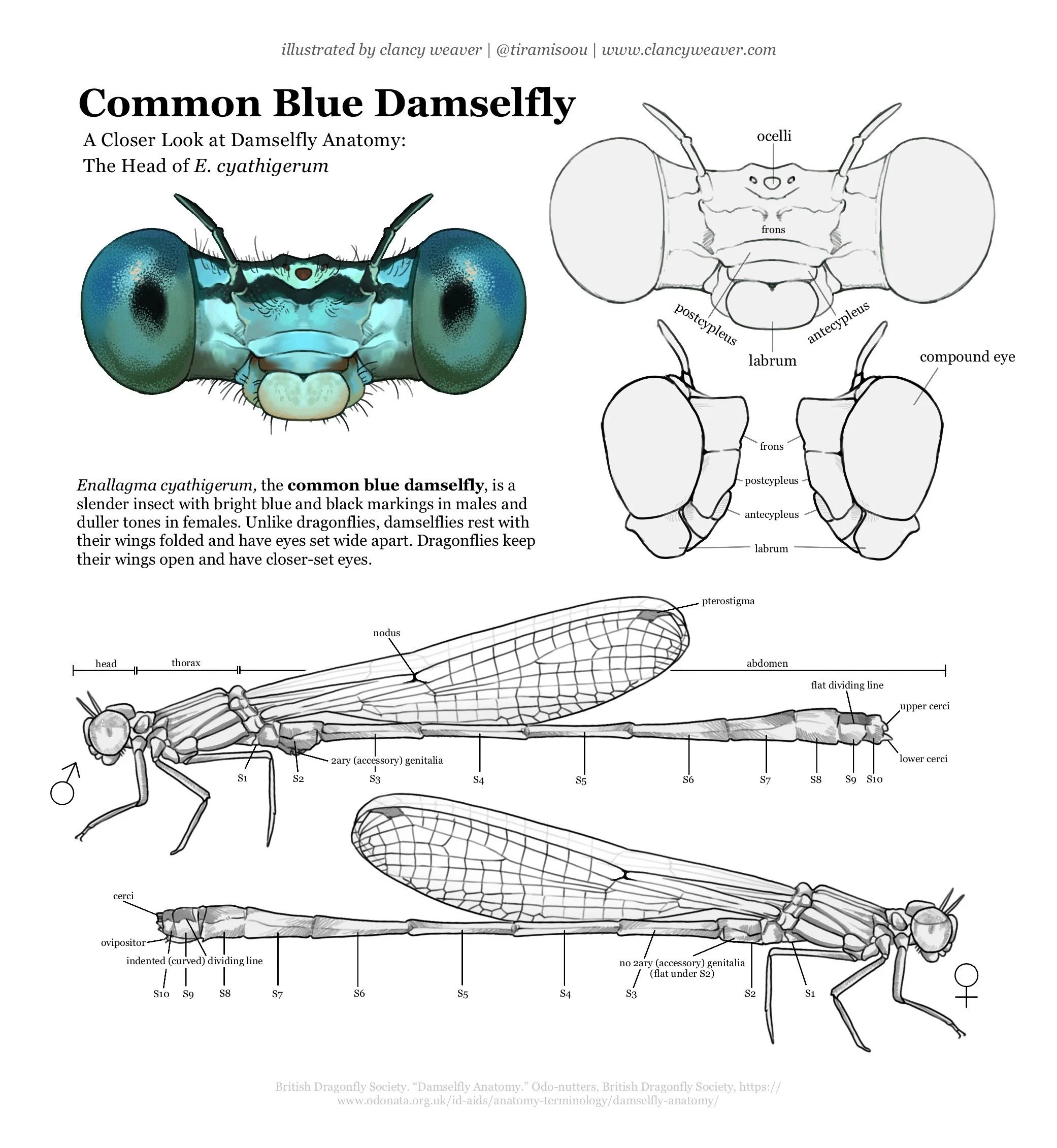Damselfly26.jpg