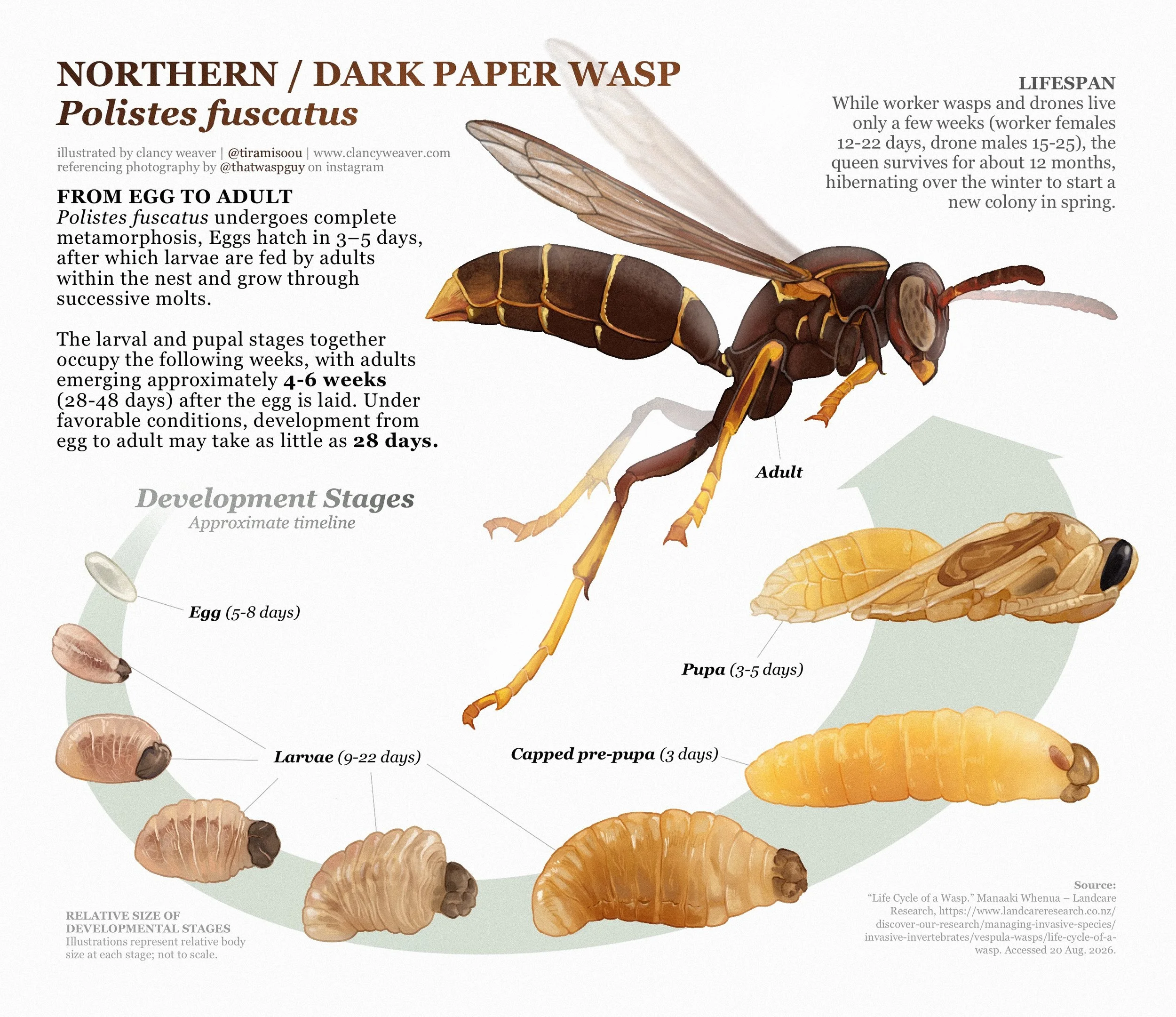 PaperWasp-2026.jpg