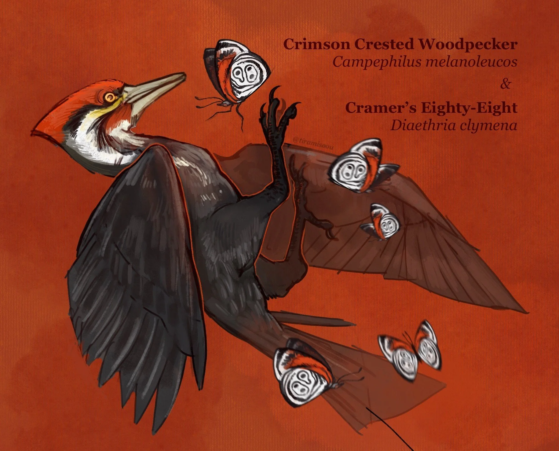 eightyeight-crimsoncrestedwoodpecker.jpg