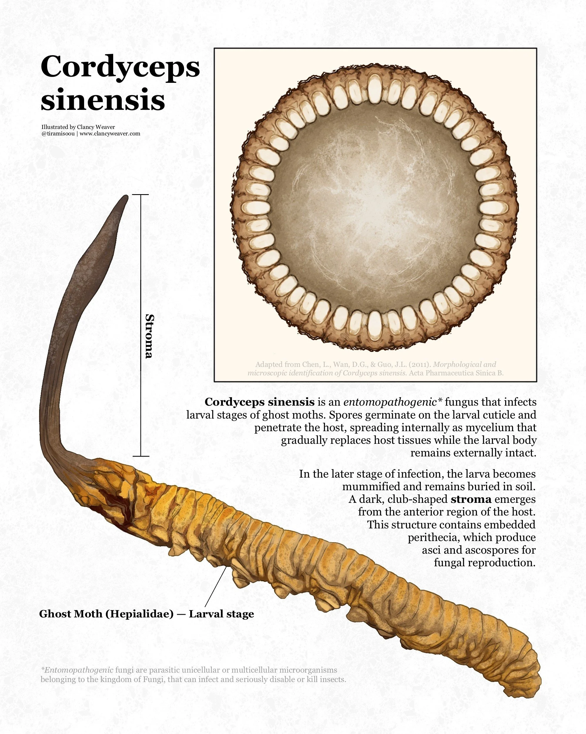 cordyceps-sinesis.jpg