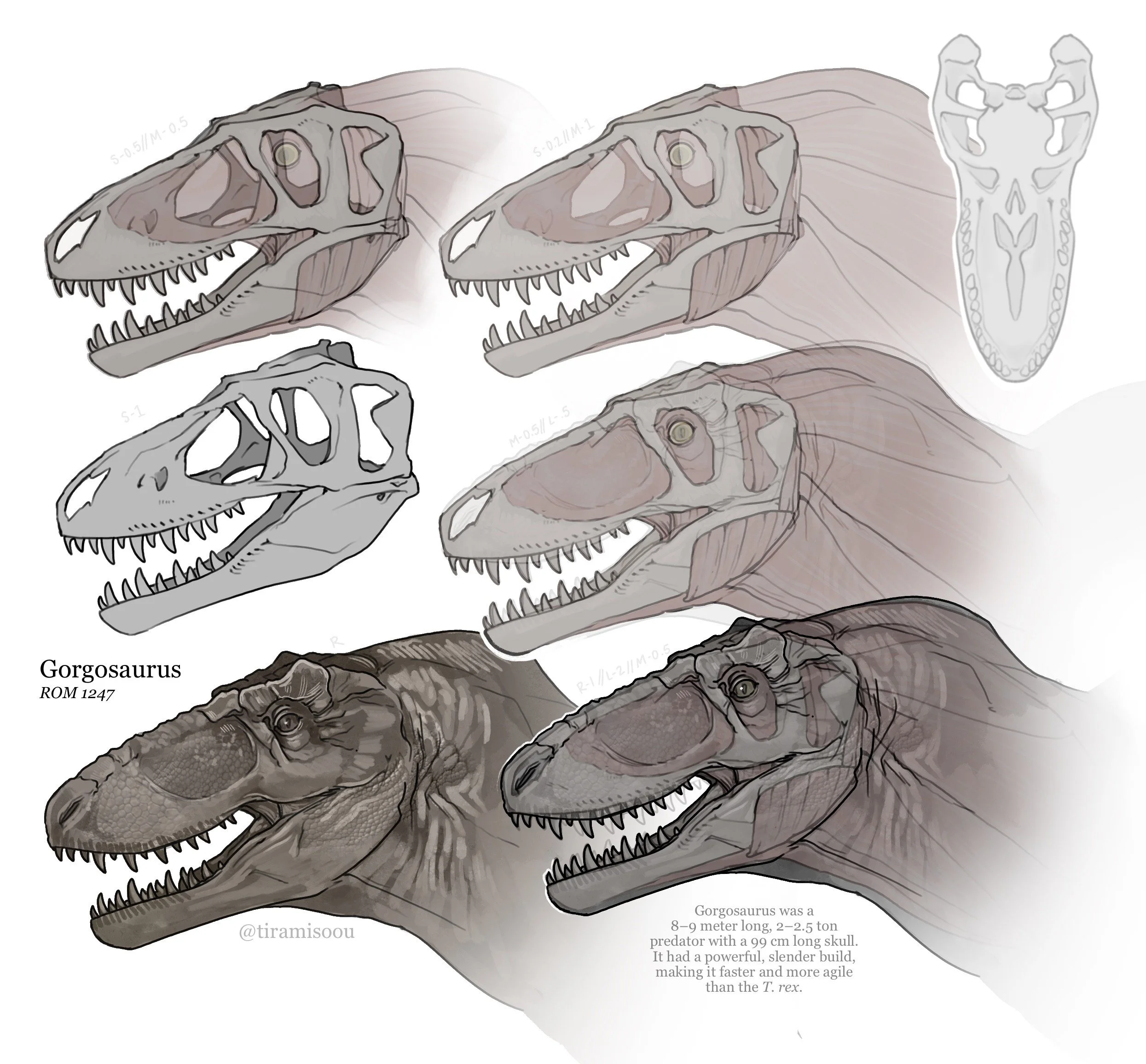 Gorgosaurus-skulls26.jpg