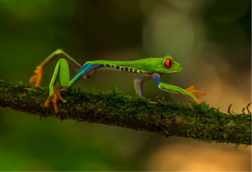 NP mockups_Frog.png