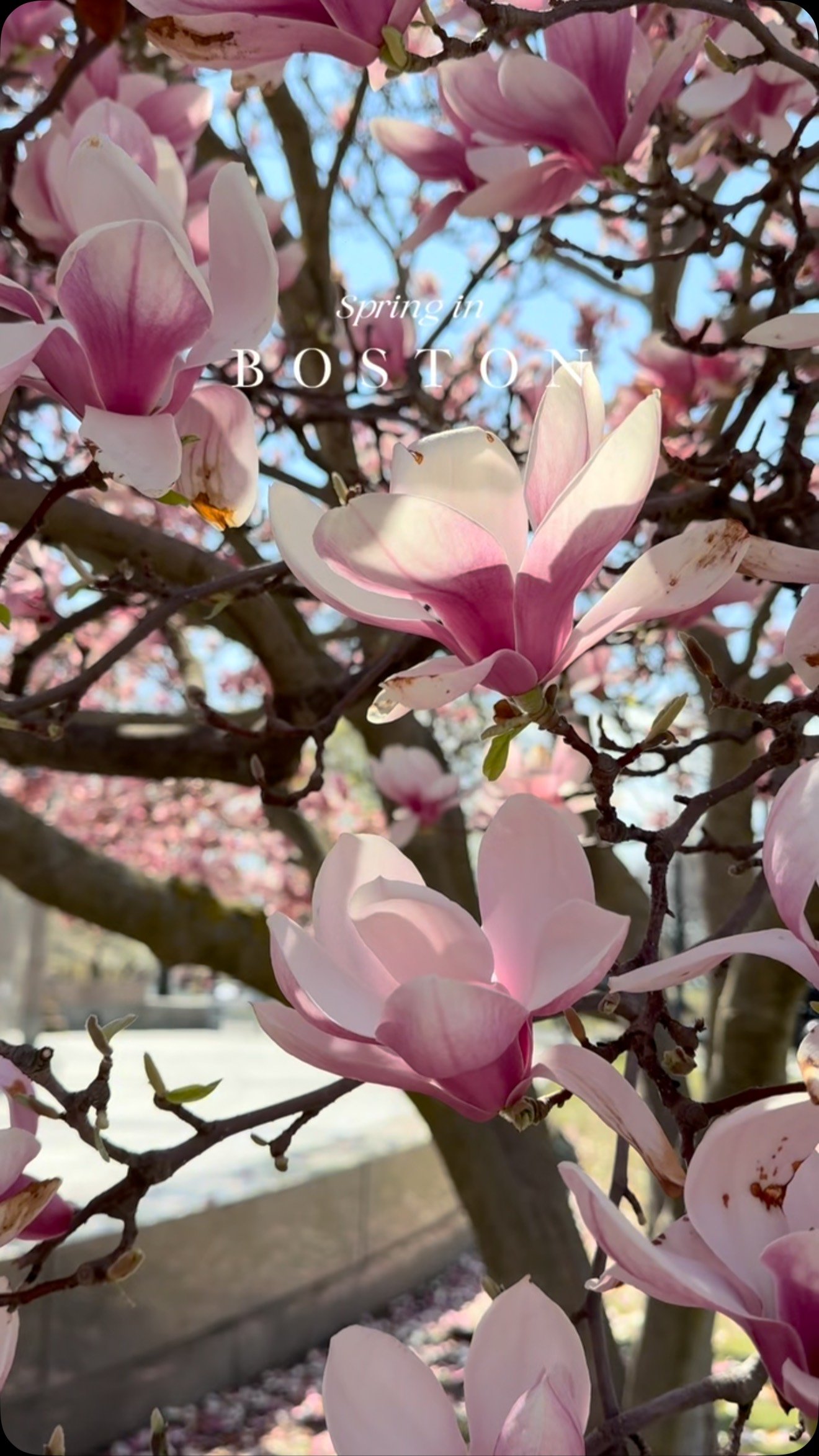 It's a Lorde spring πΈπΌπ·
#boston