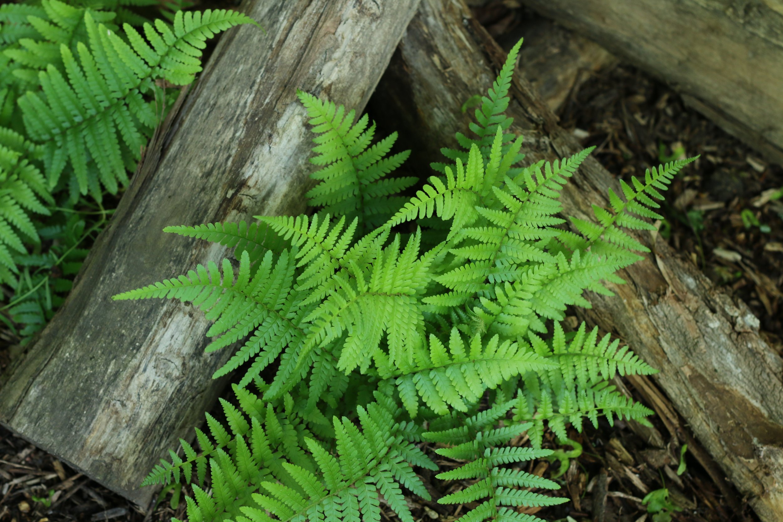 Green fern growing near weathered wooden logs in a forest floor setting.