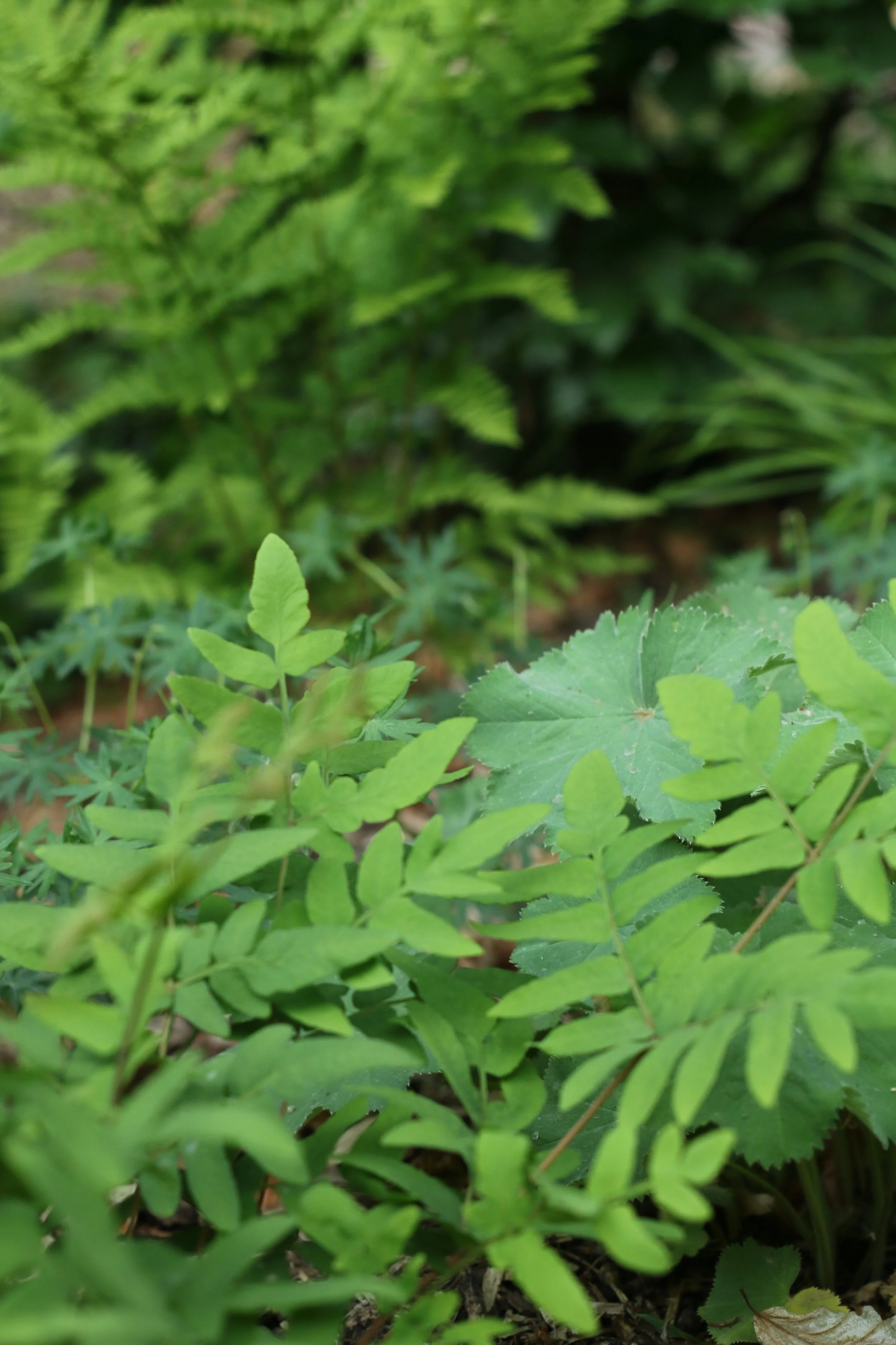 Close-up of various green fern and leaf plants growing in natural setting.