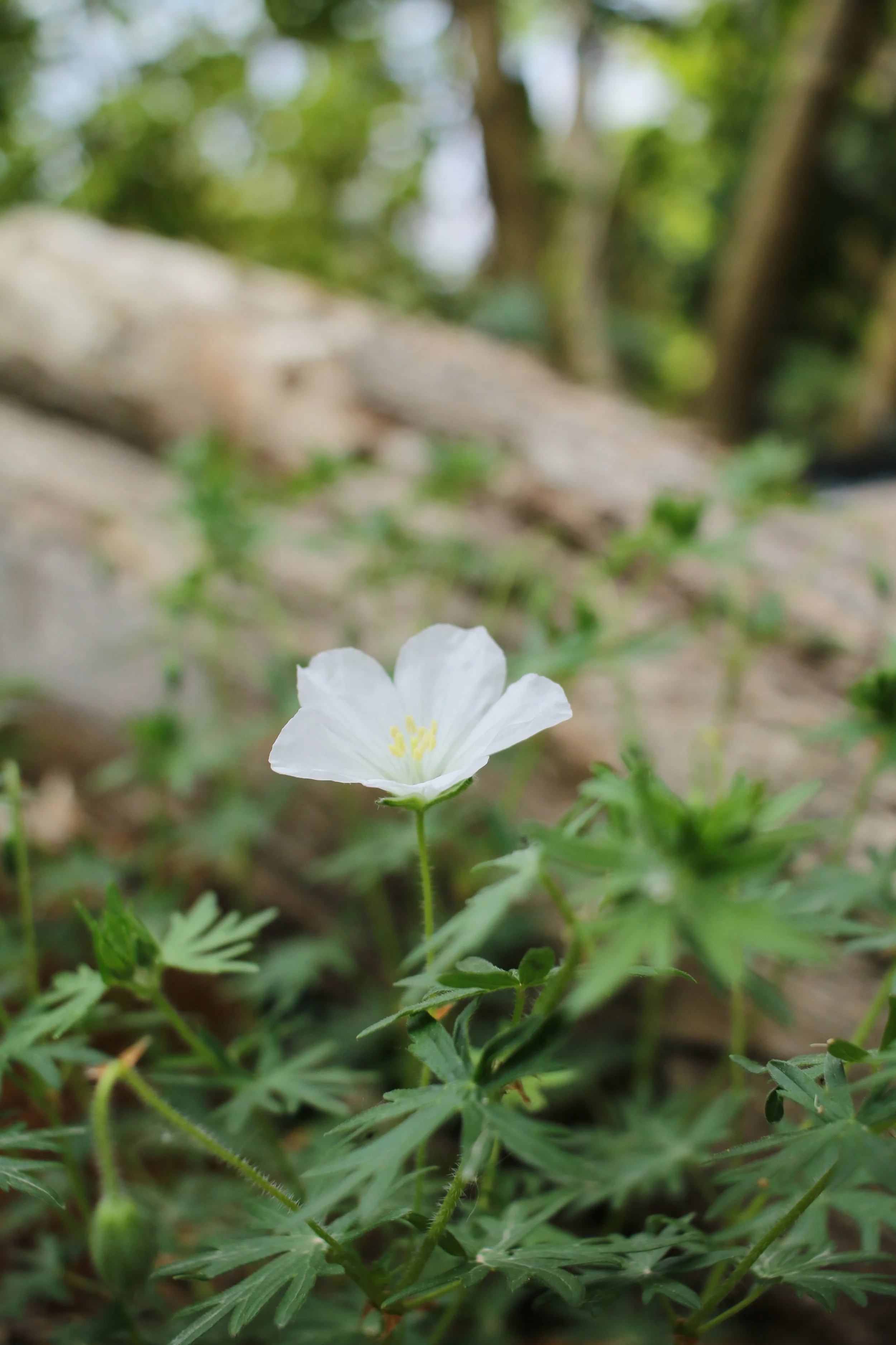 A small white wildflower with yellow stamens growing among green leaves, with a blurred background of rocks and trees.