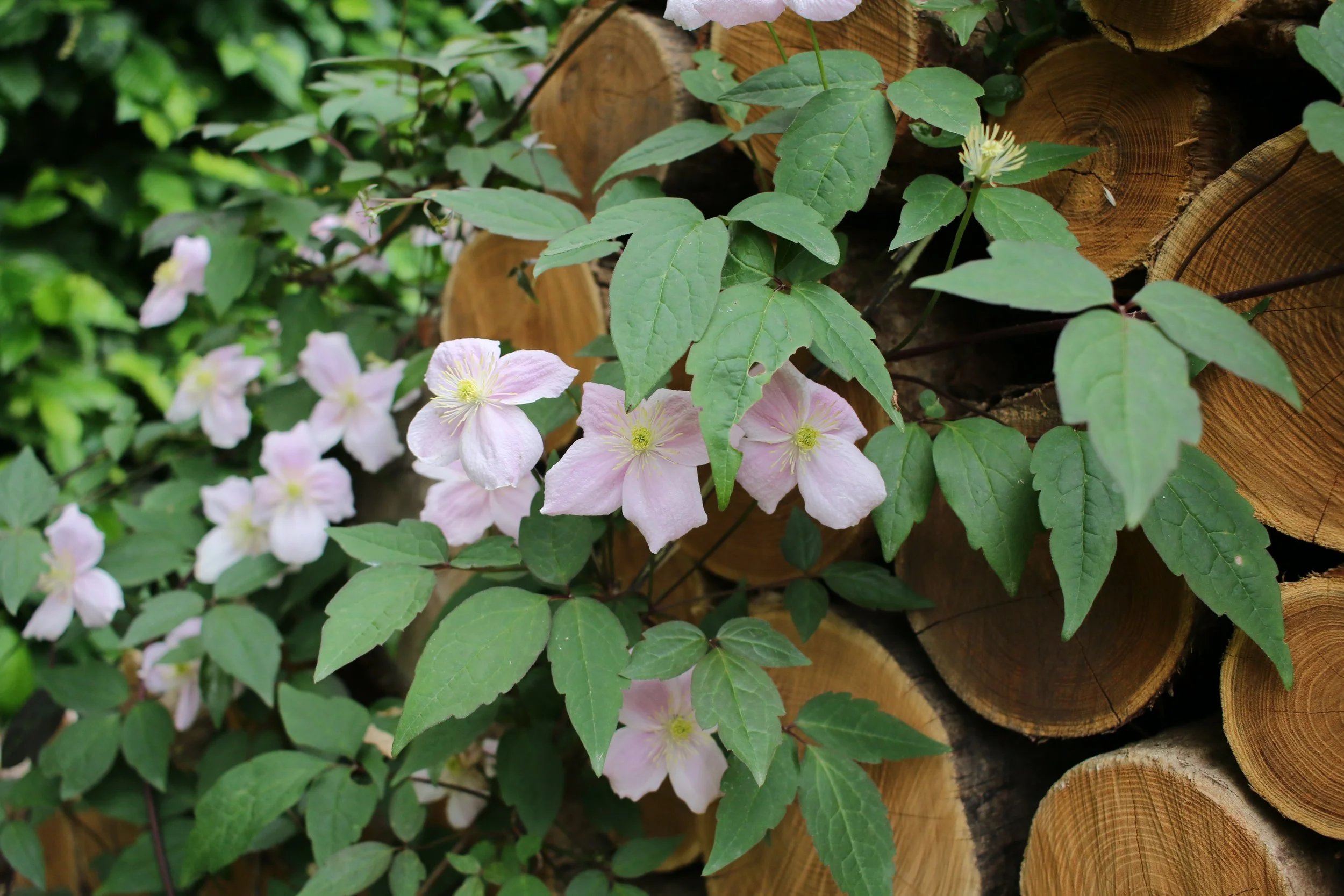 Pink and white clematis flowers growing among green leaves and stacked firewood logs.