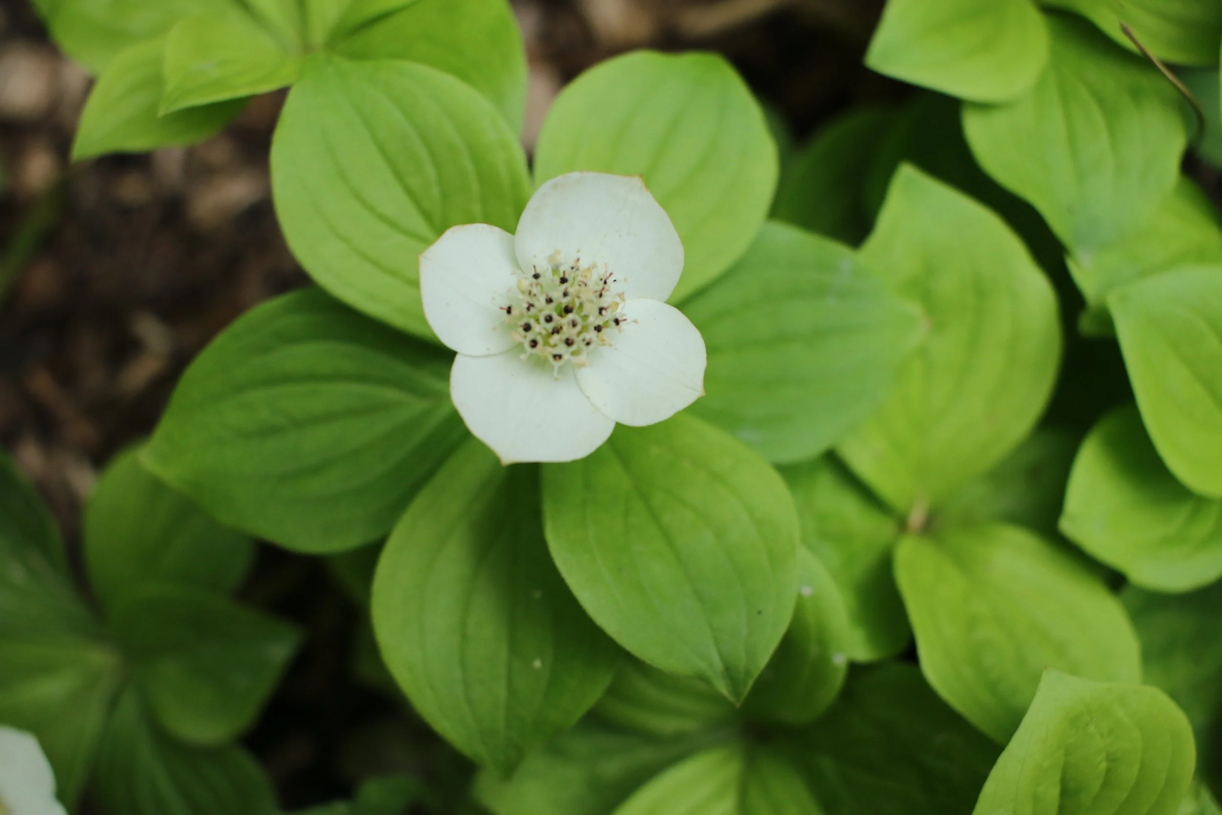 A single white flower with five petals and a central cluster of tiny black and white stamens, surrounded by broad green leaves.